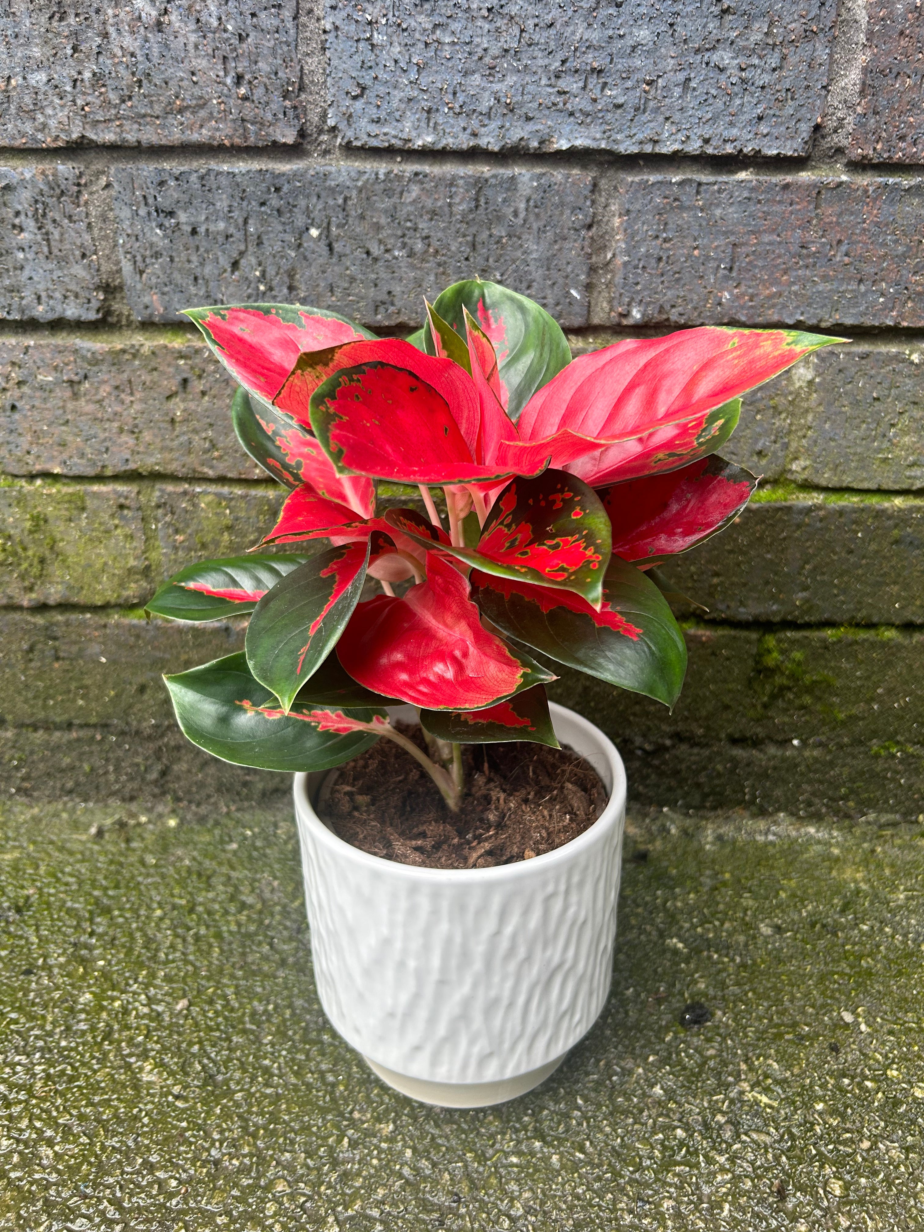 Aglaonema Red Star