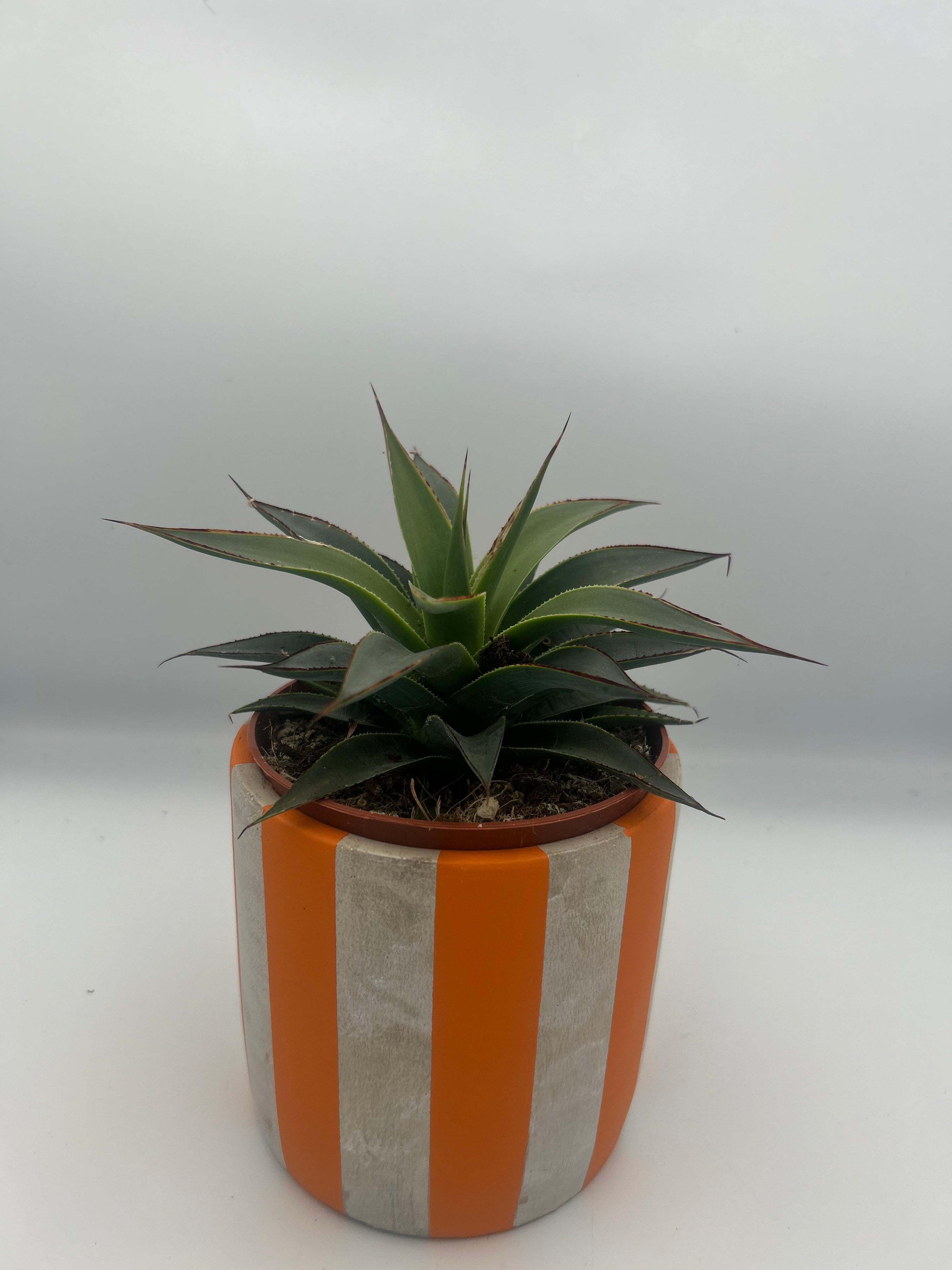 Agave Shaka