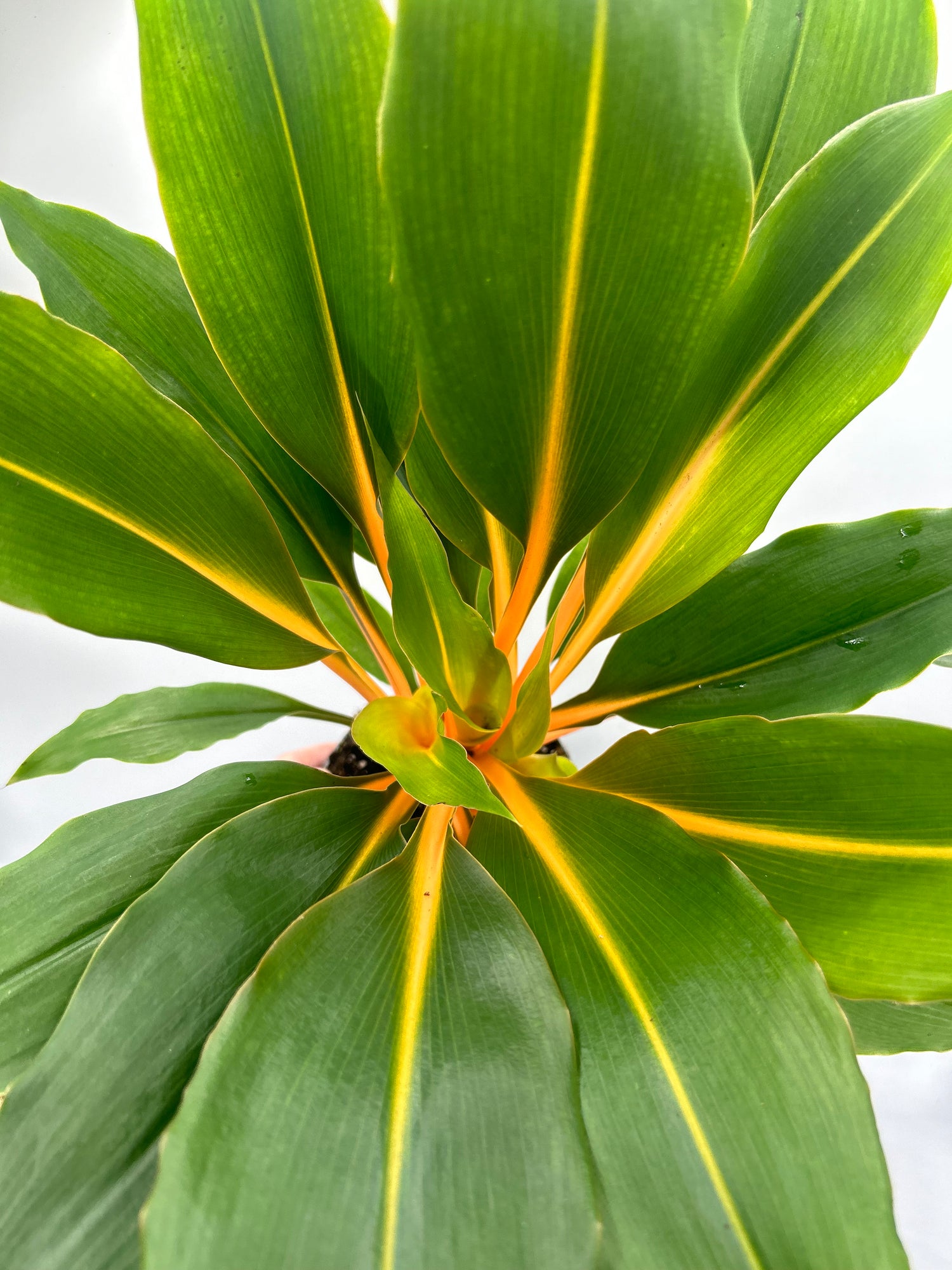 Chlorophytum orchidastrum ‘Fire Flash’