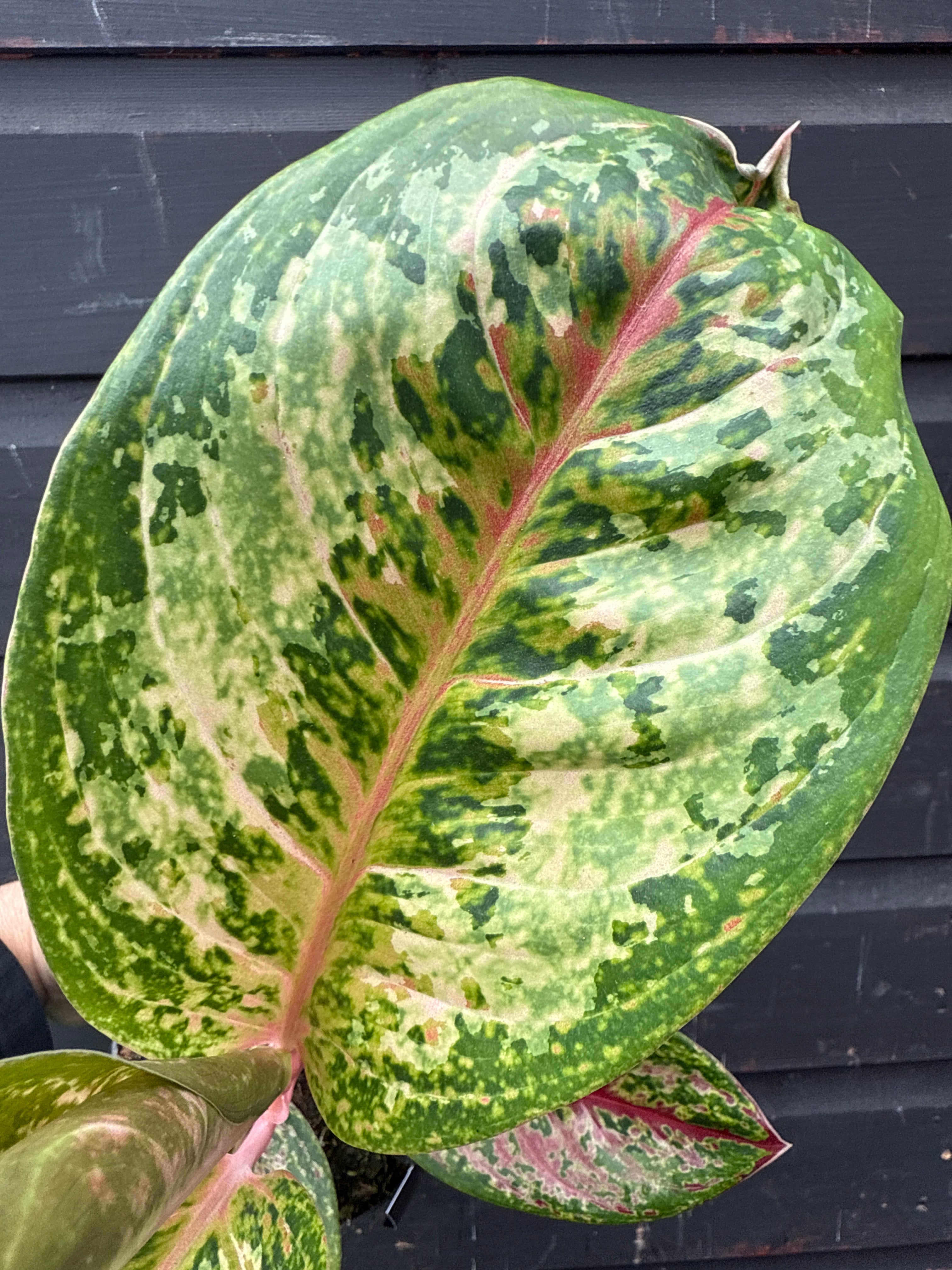 Aglaonema Painted Celebration