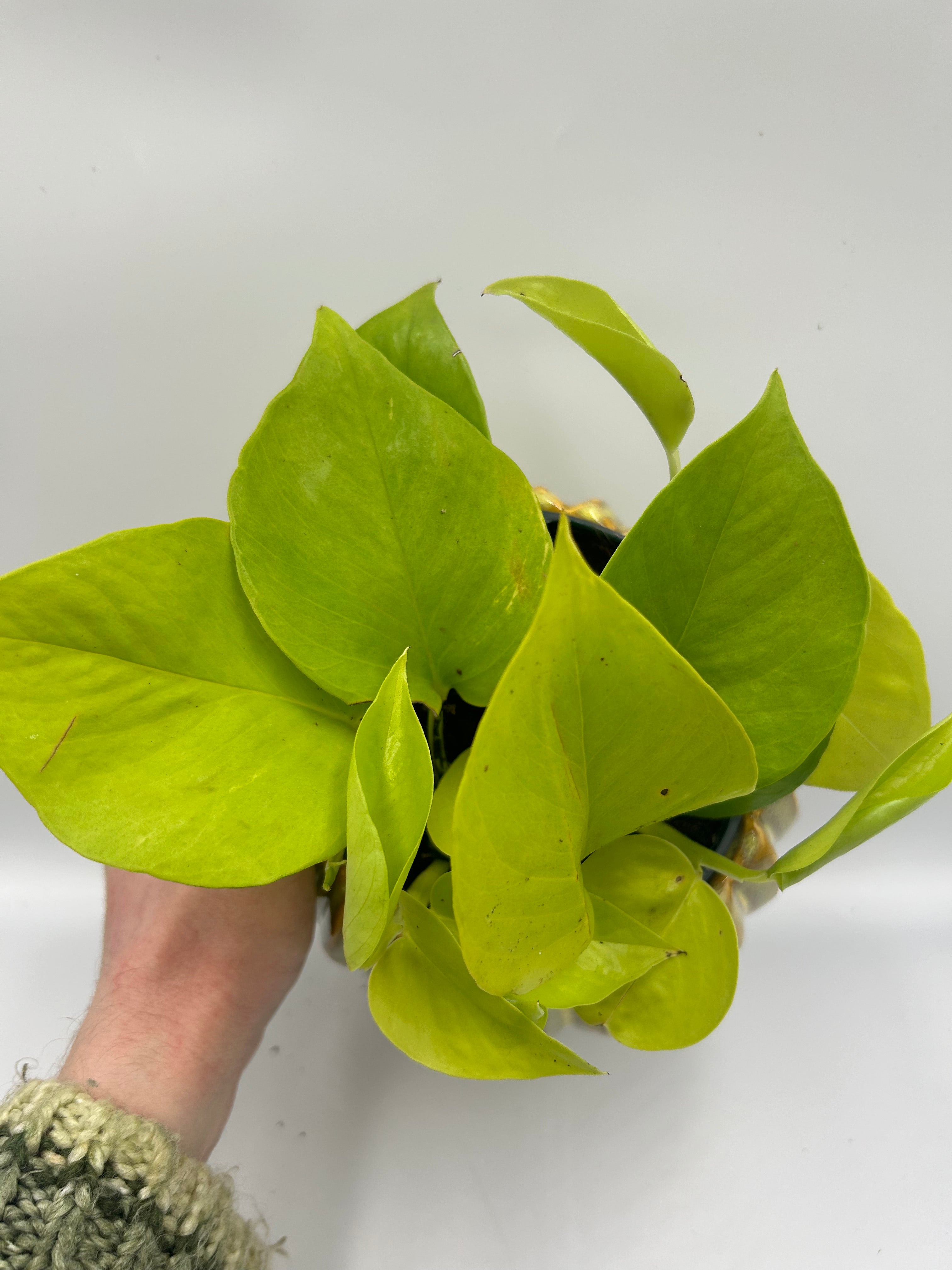 Epipremnum Golden Pothos