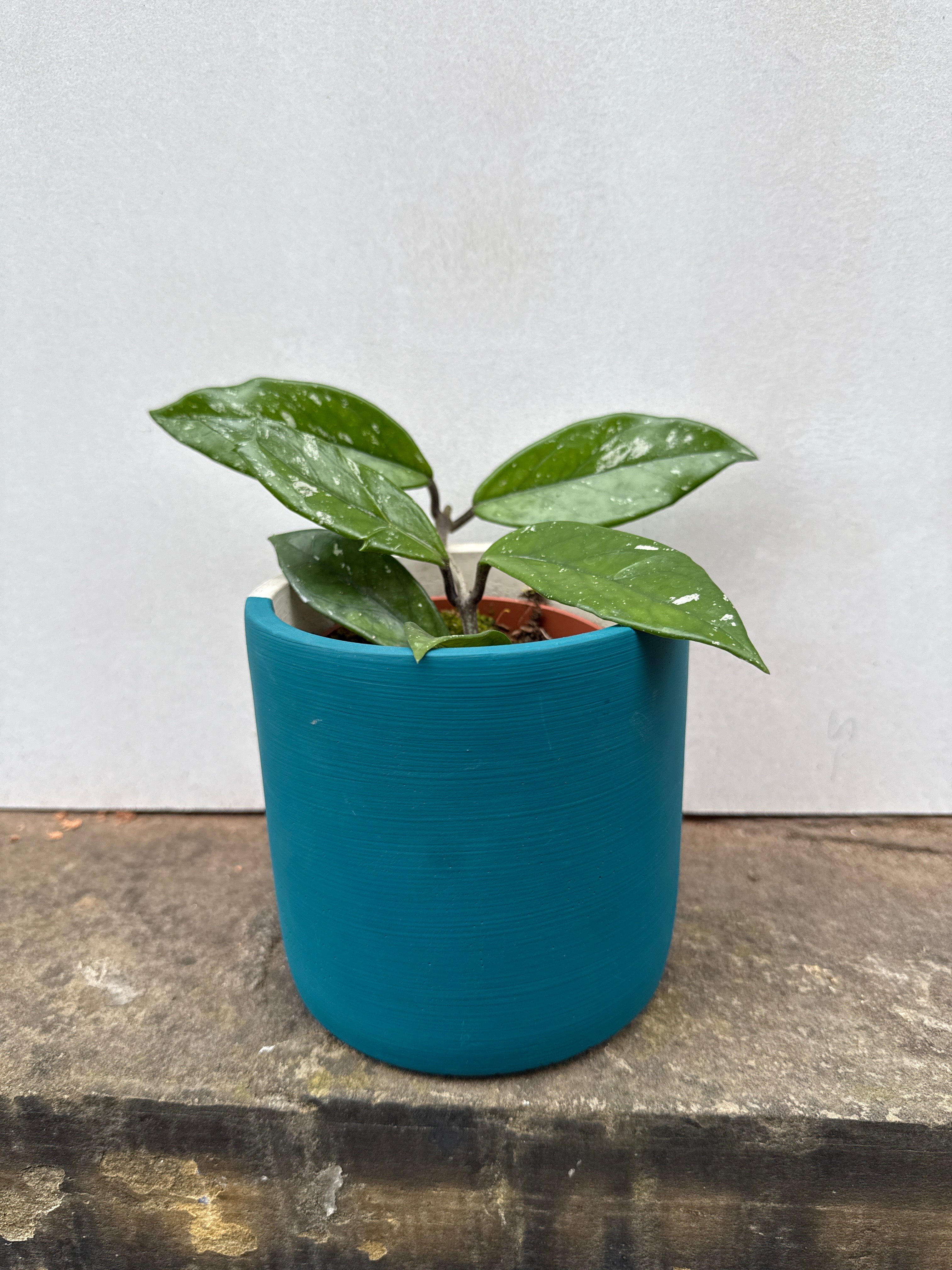 Hoya Carnosa Stardust