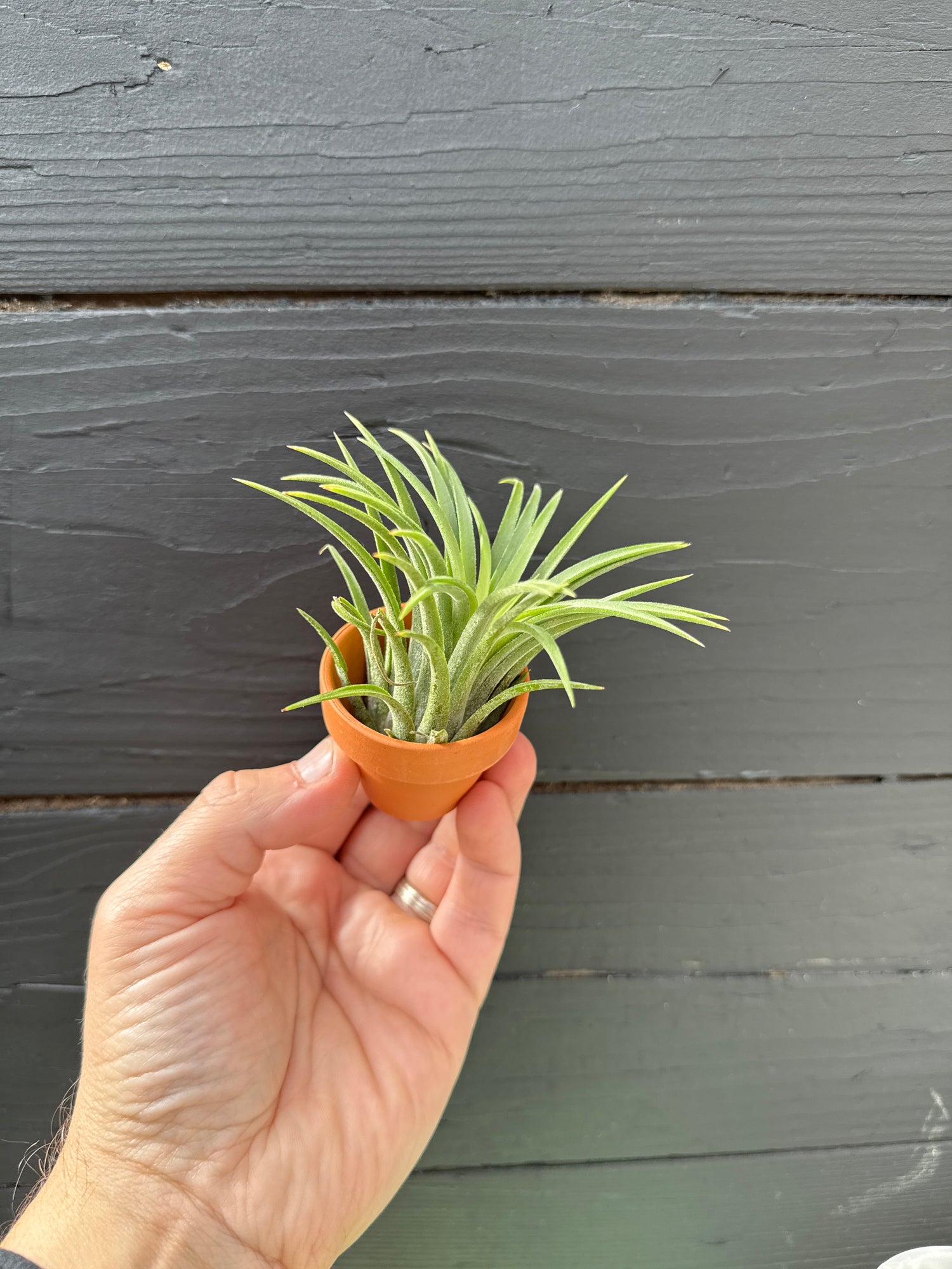 Tillandsia ionantha in Terracotta Pot