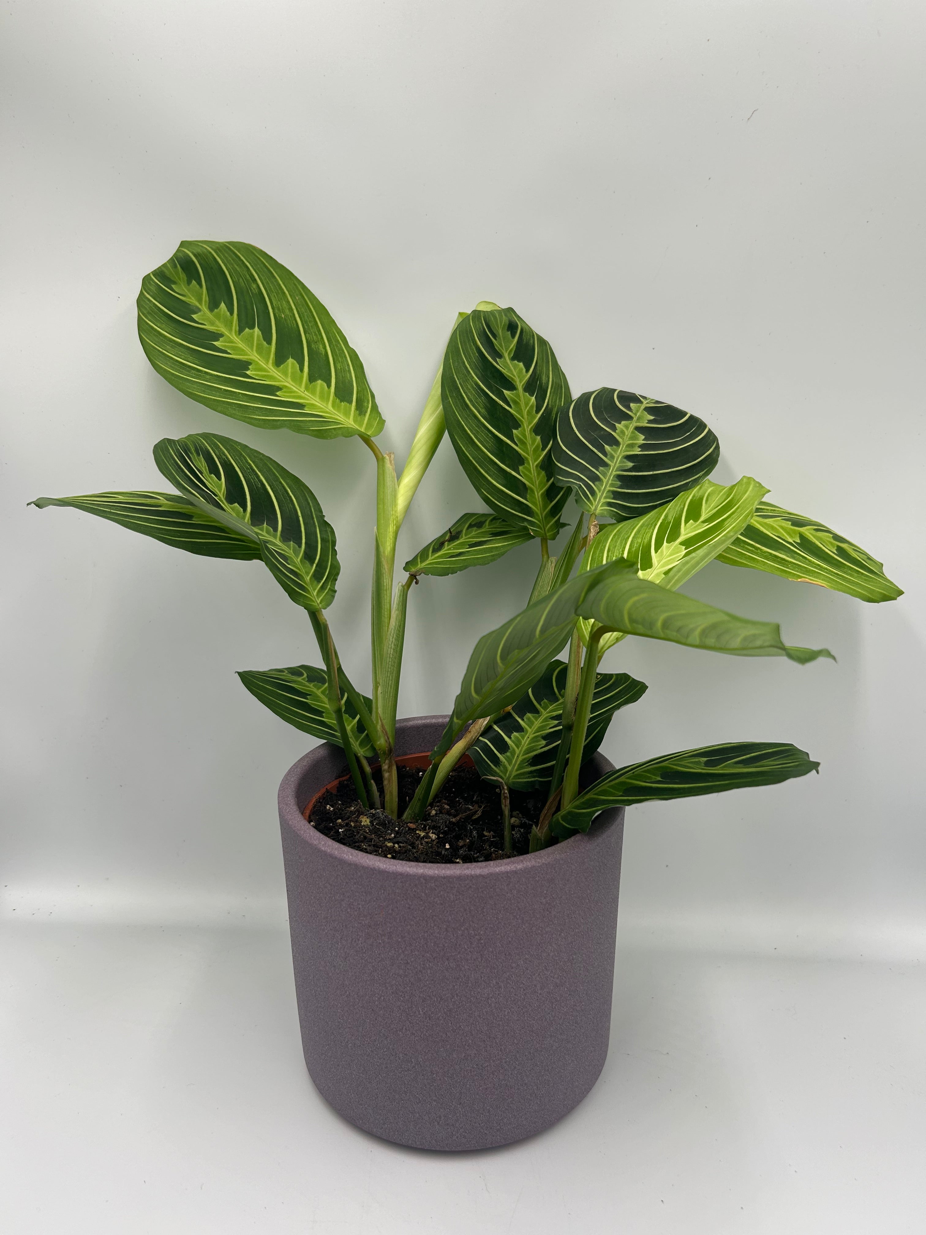 Maranta Lemon and Lime