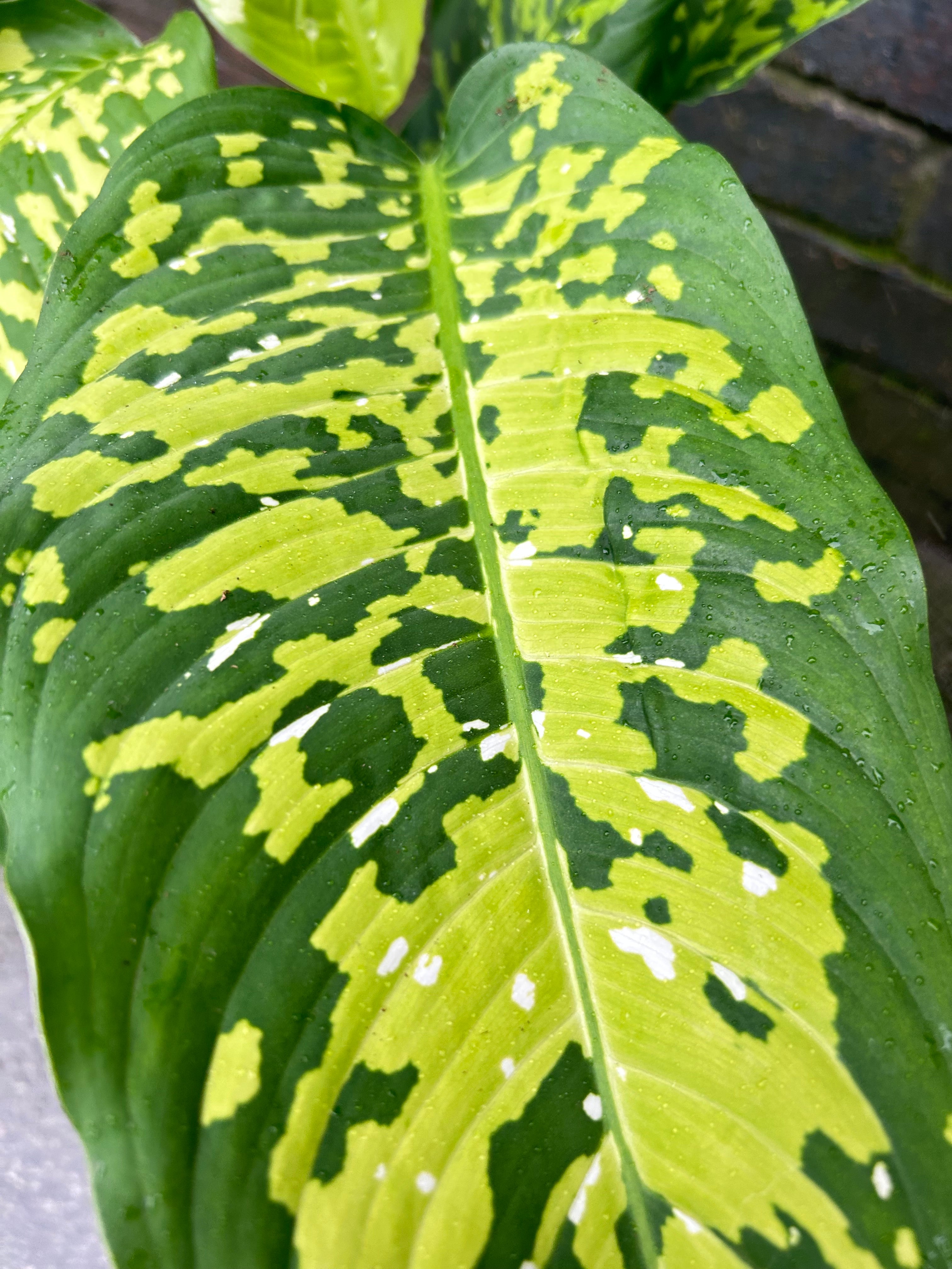 Dieffenbachia Cheetah