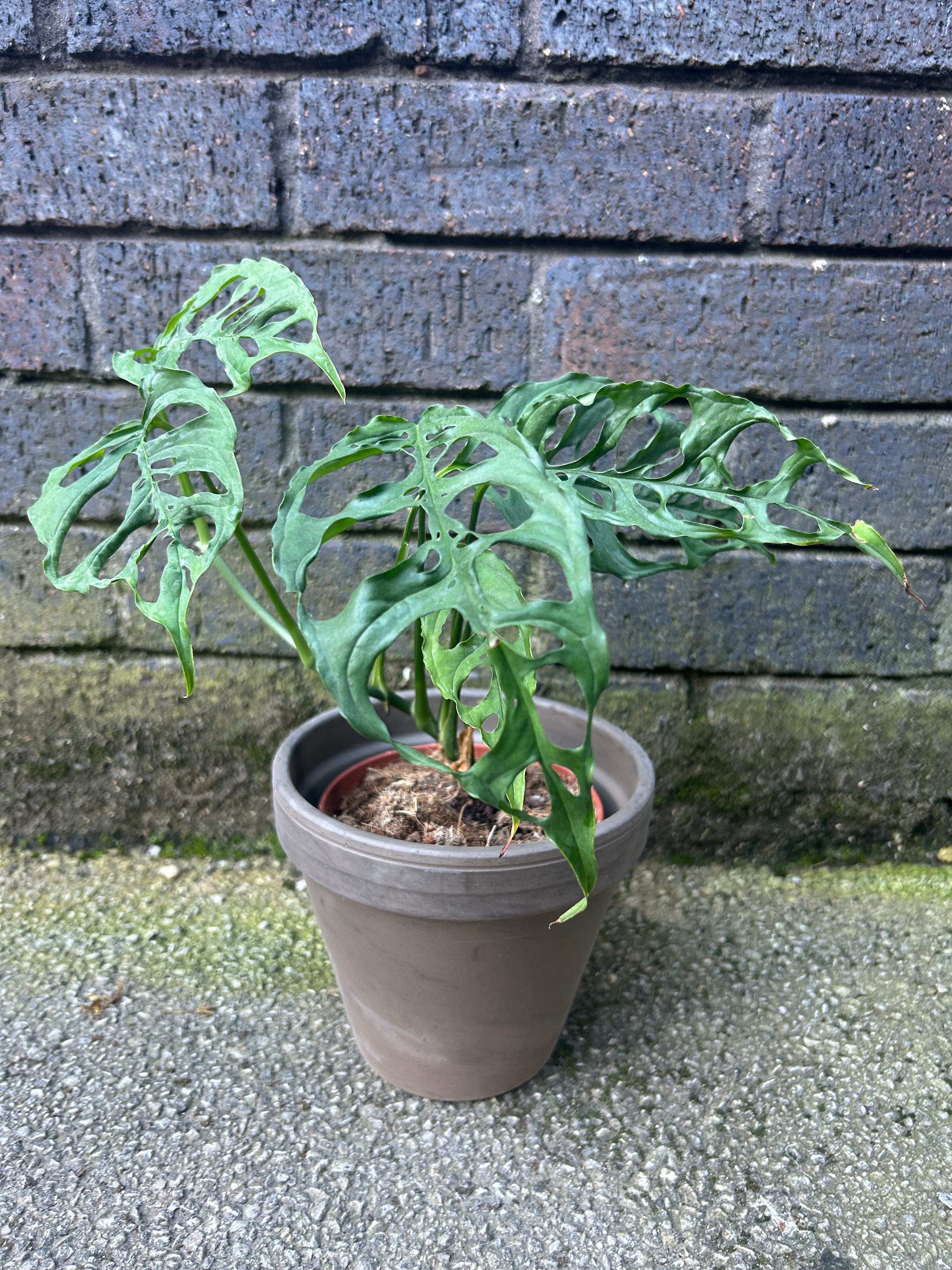 Monstera Obliqua Peru