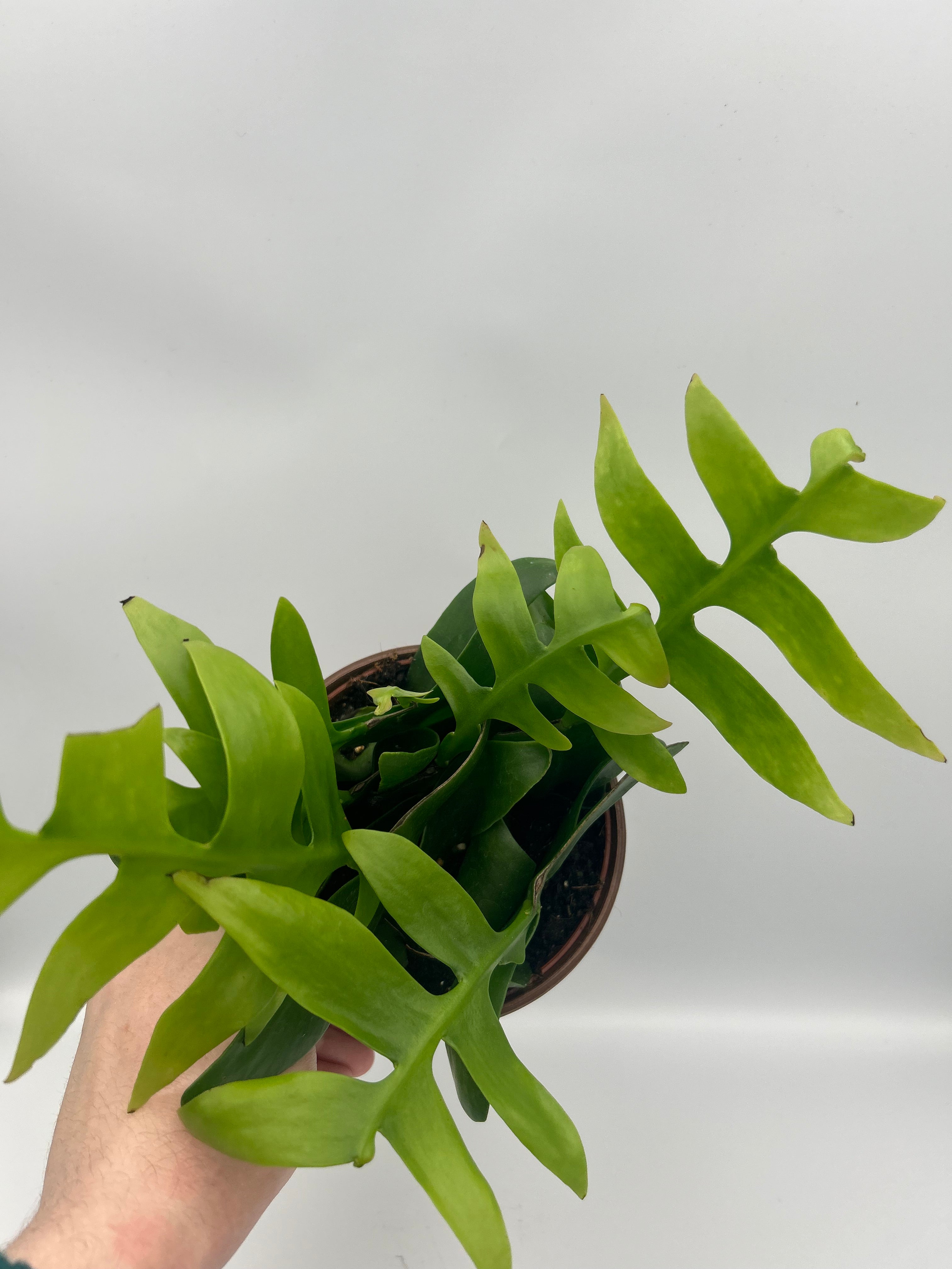 Epiphyllum Chrysocardium