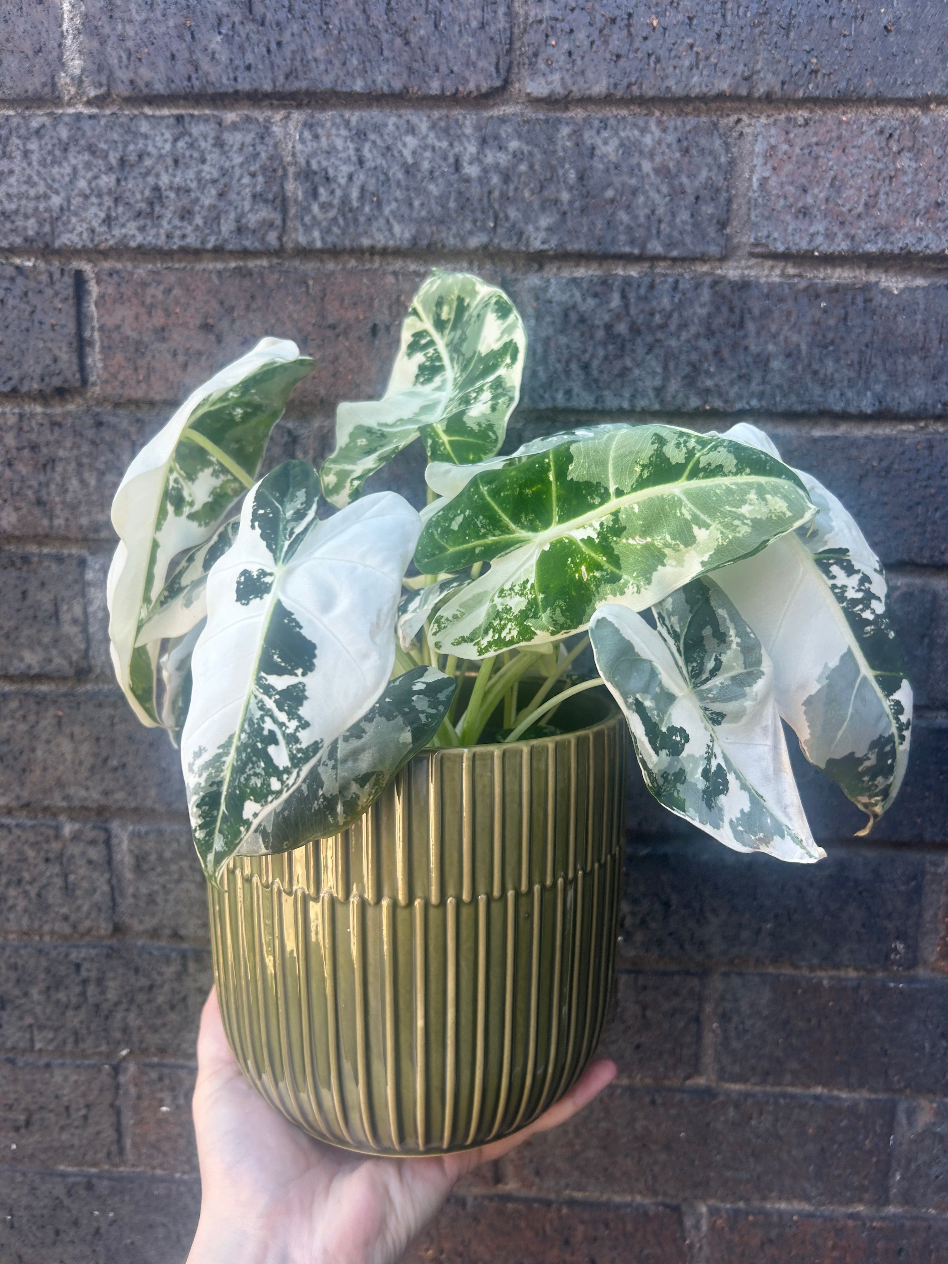Alocasia Frydek Variegata