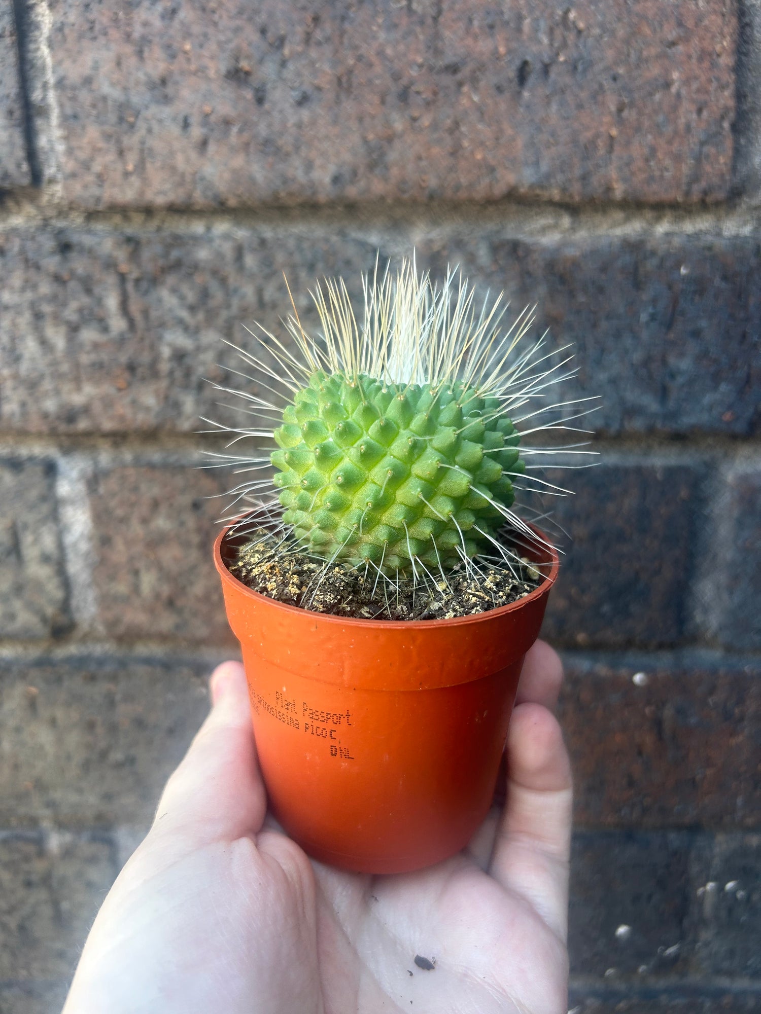Mammillaria Lucky Dip