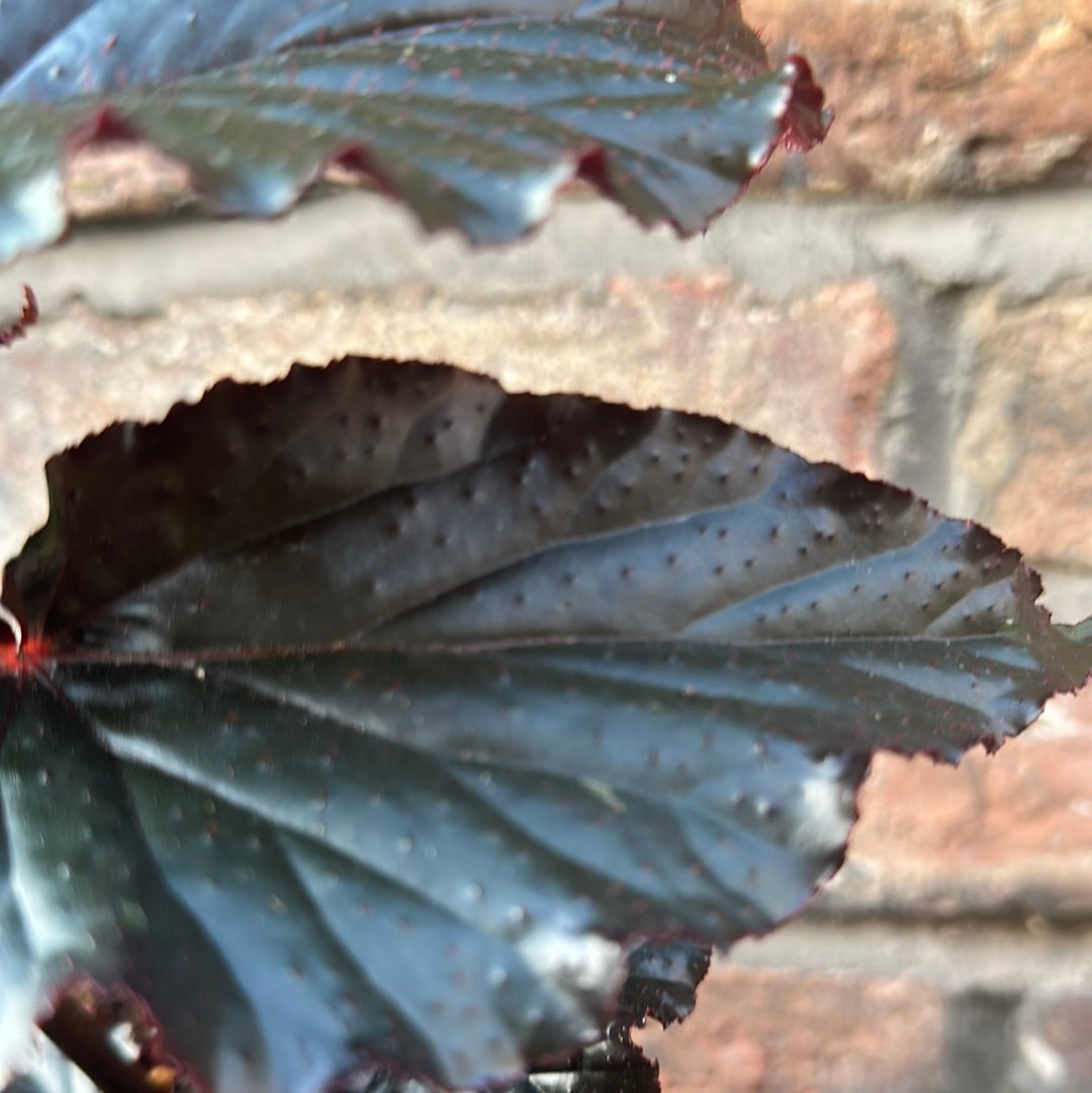 Begonia Arabian Sunset