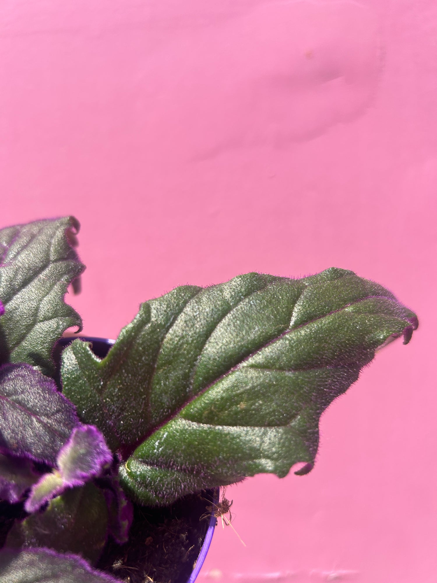 Gynura Purple Passion