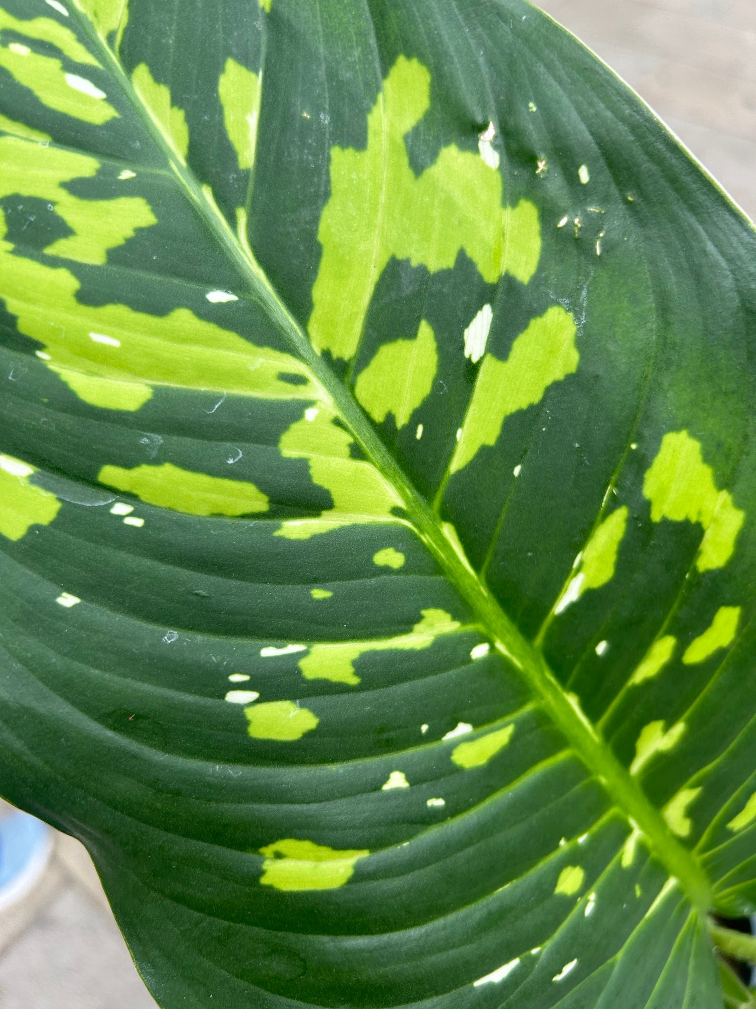 Dieffenbachia Spotty