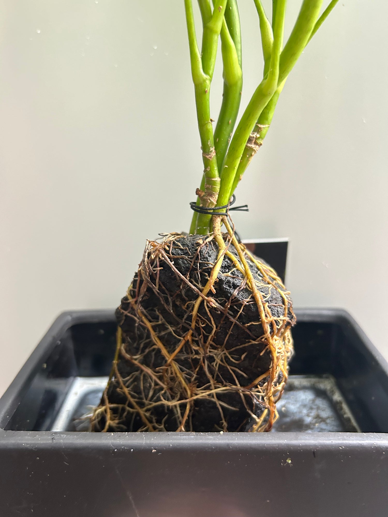 Schefflera on Lava Rock