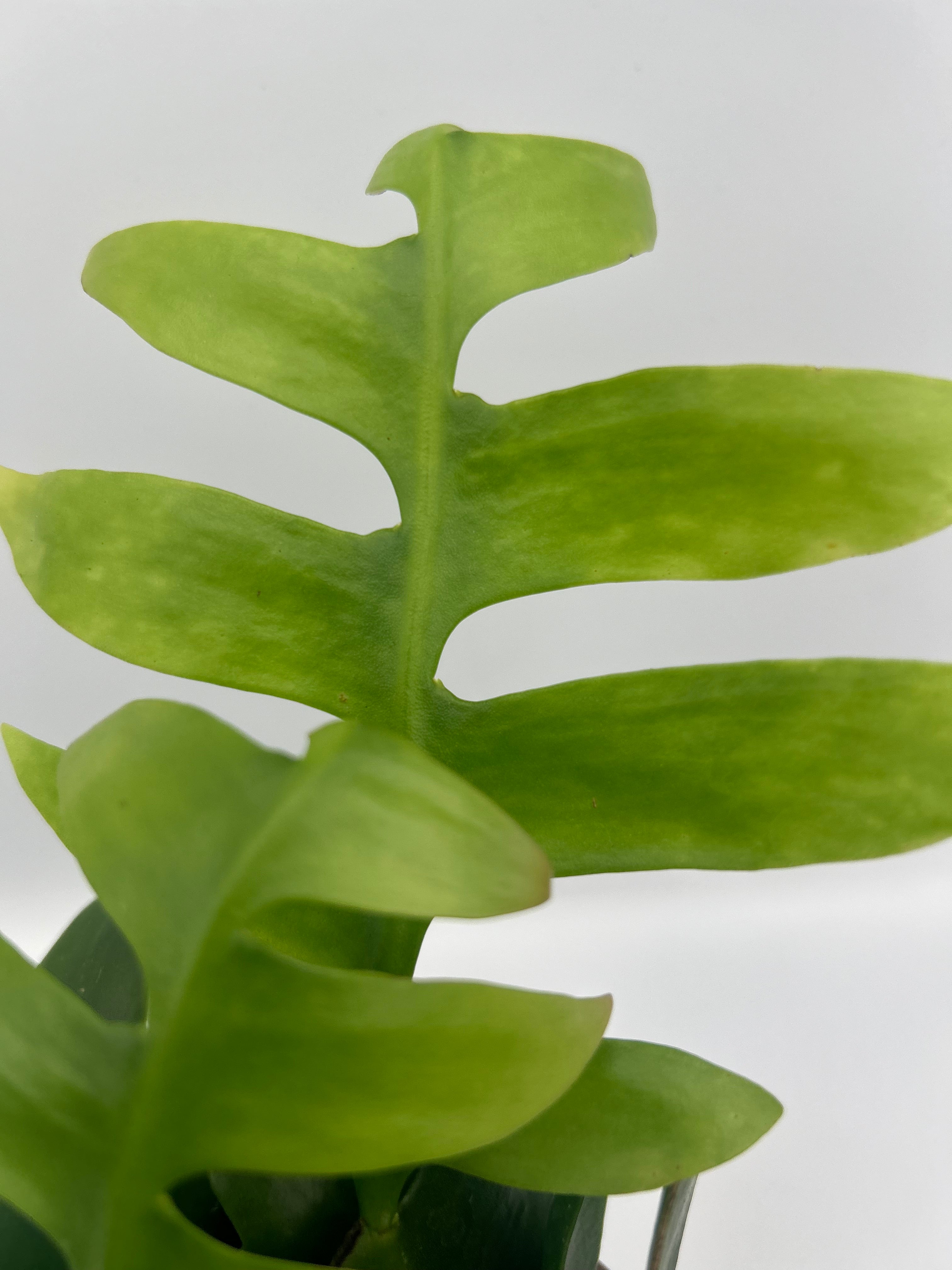 Epiphyllum Chrysocardium