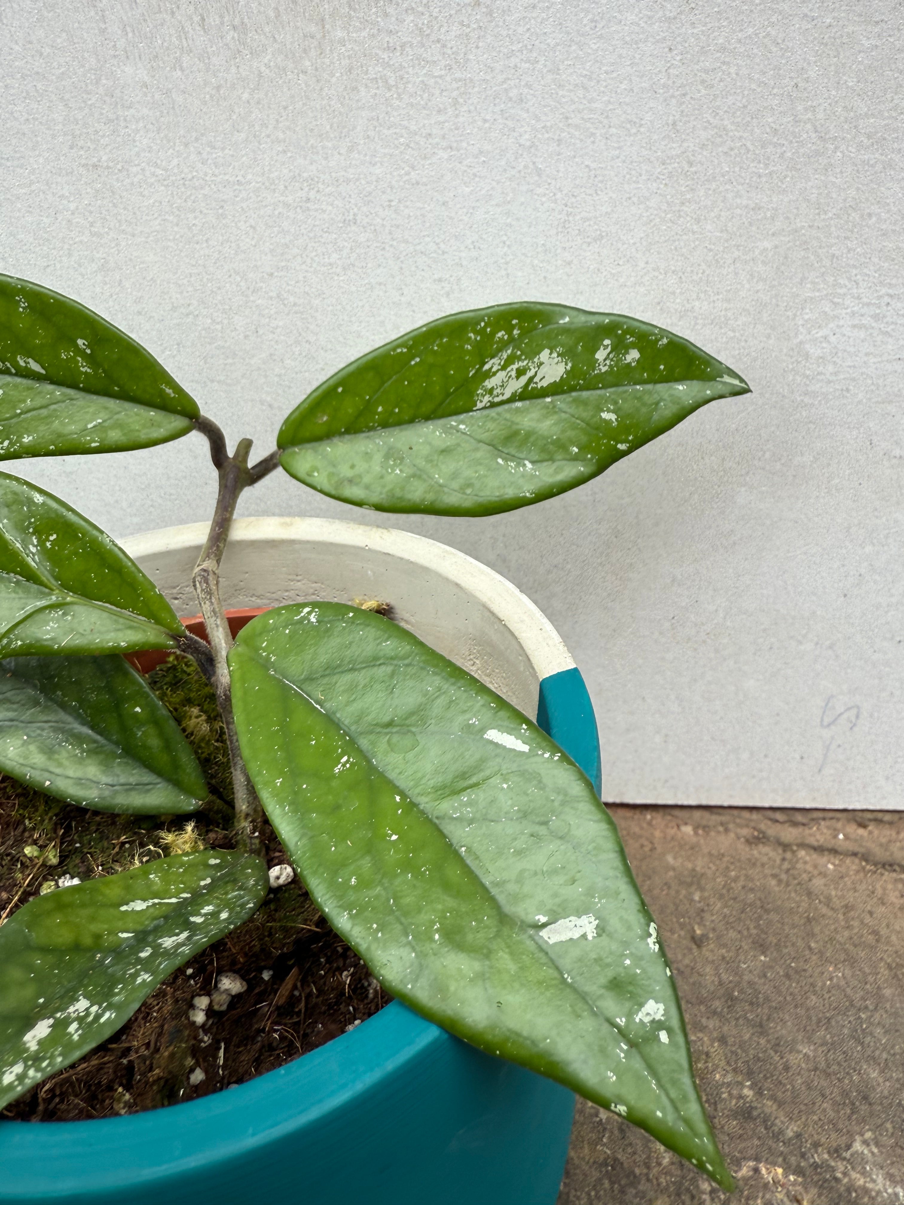 Hoya Carnosa Stardust