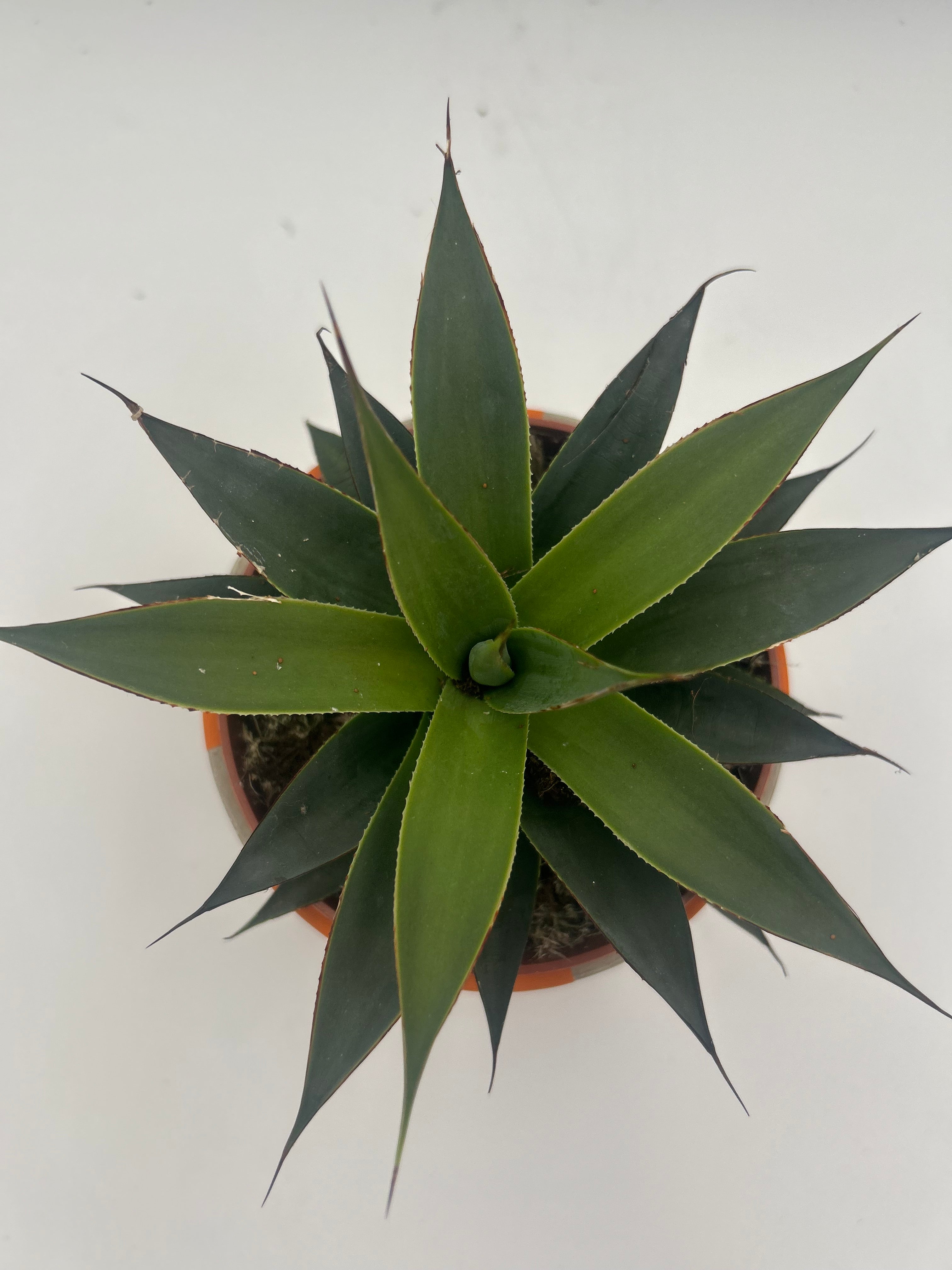 Agave Shaka