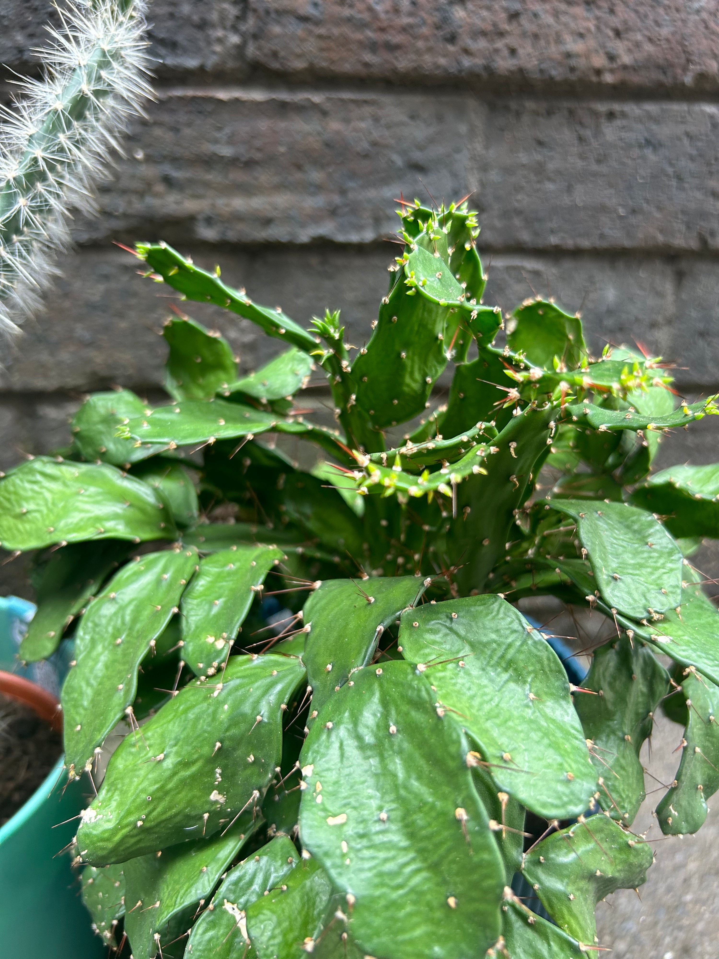 Opuntia Cochenillife