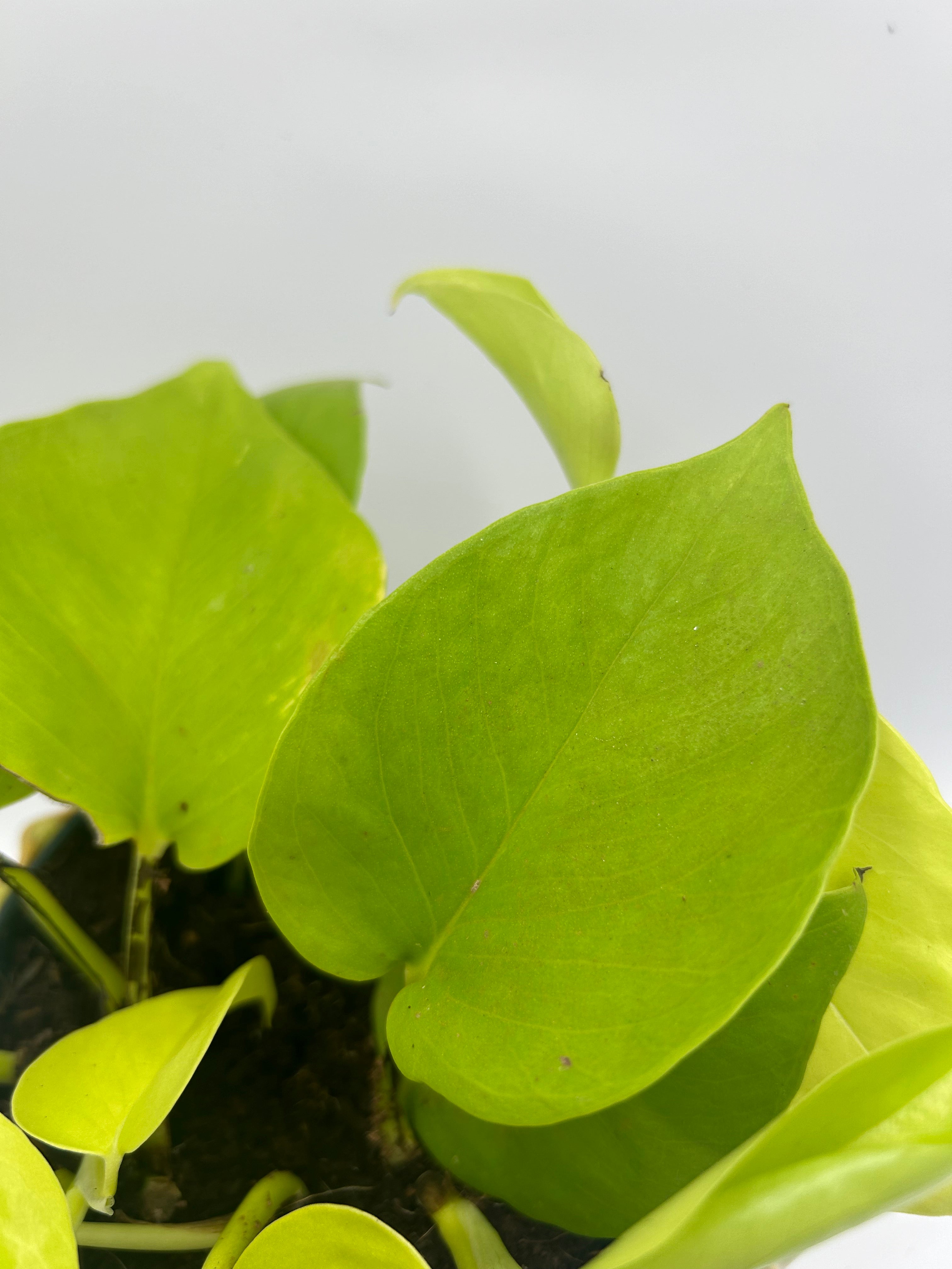Epipremnum Golden Pothos