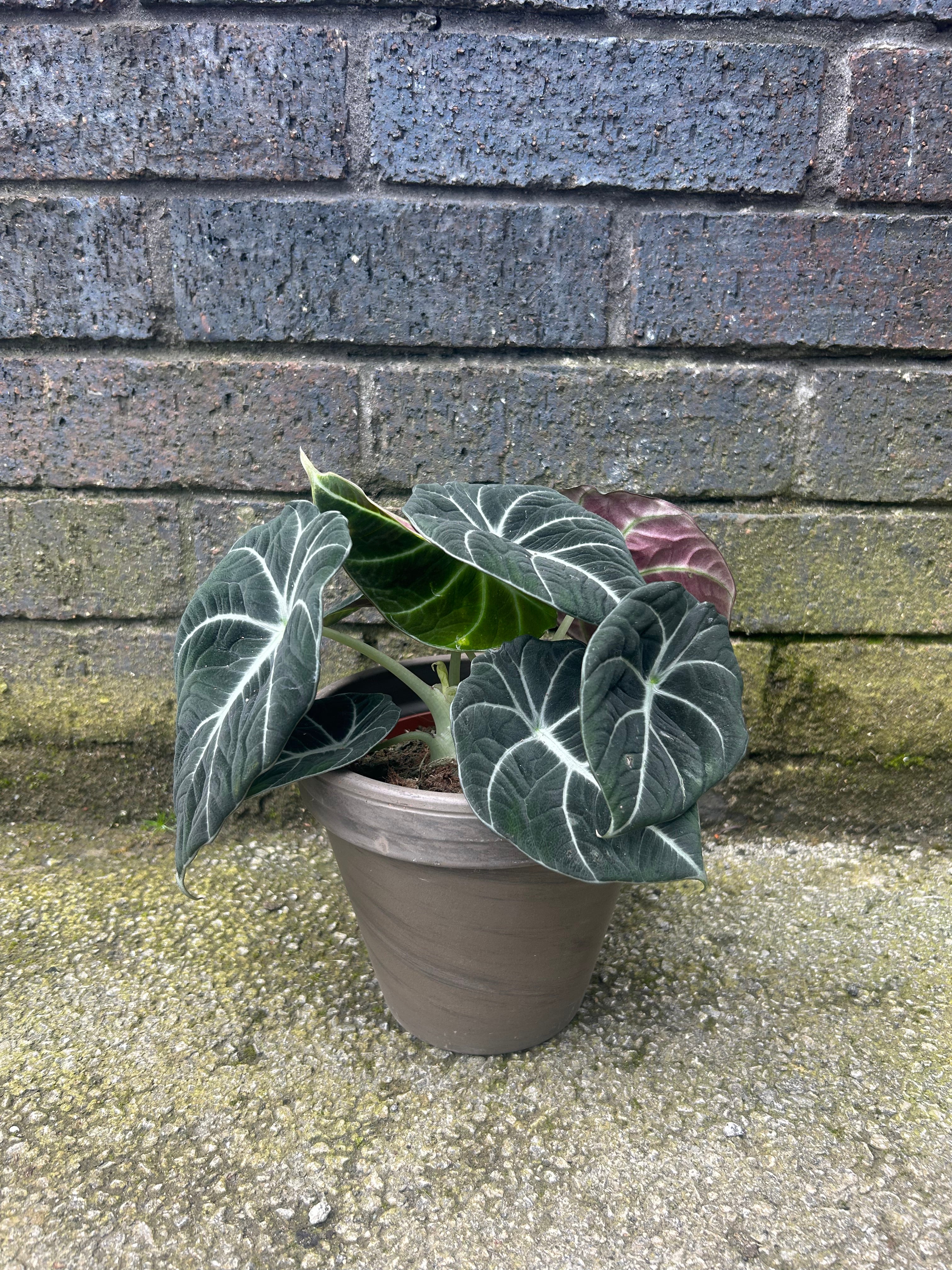 Alocasia Black Velvet