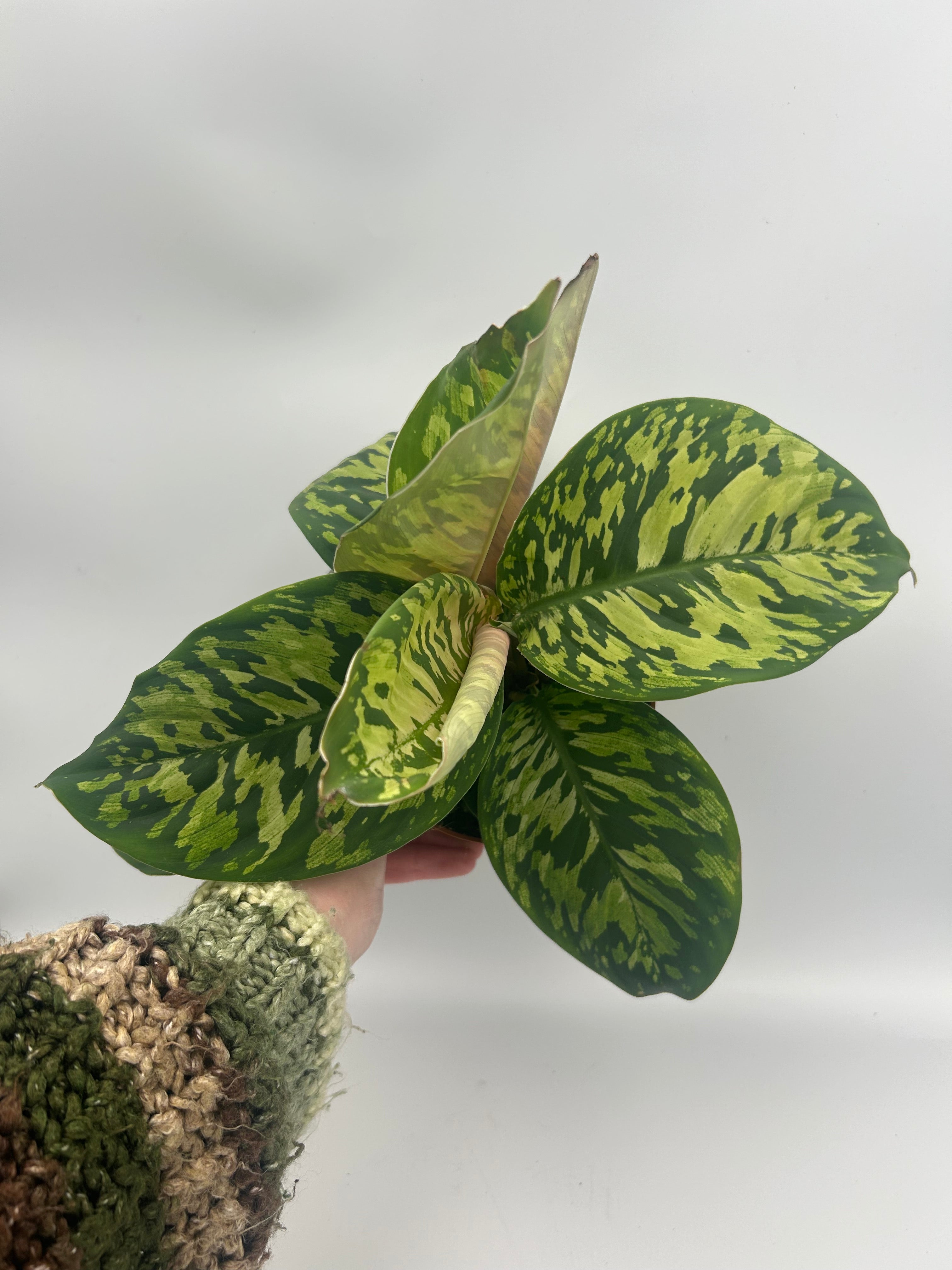 Homalomena Camouflage