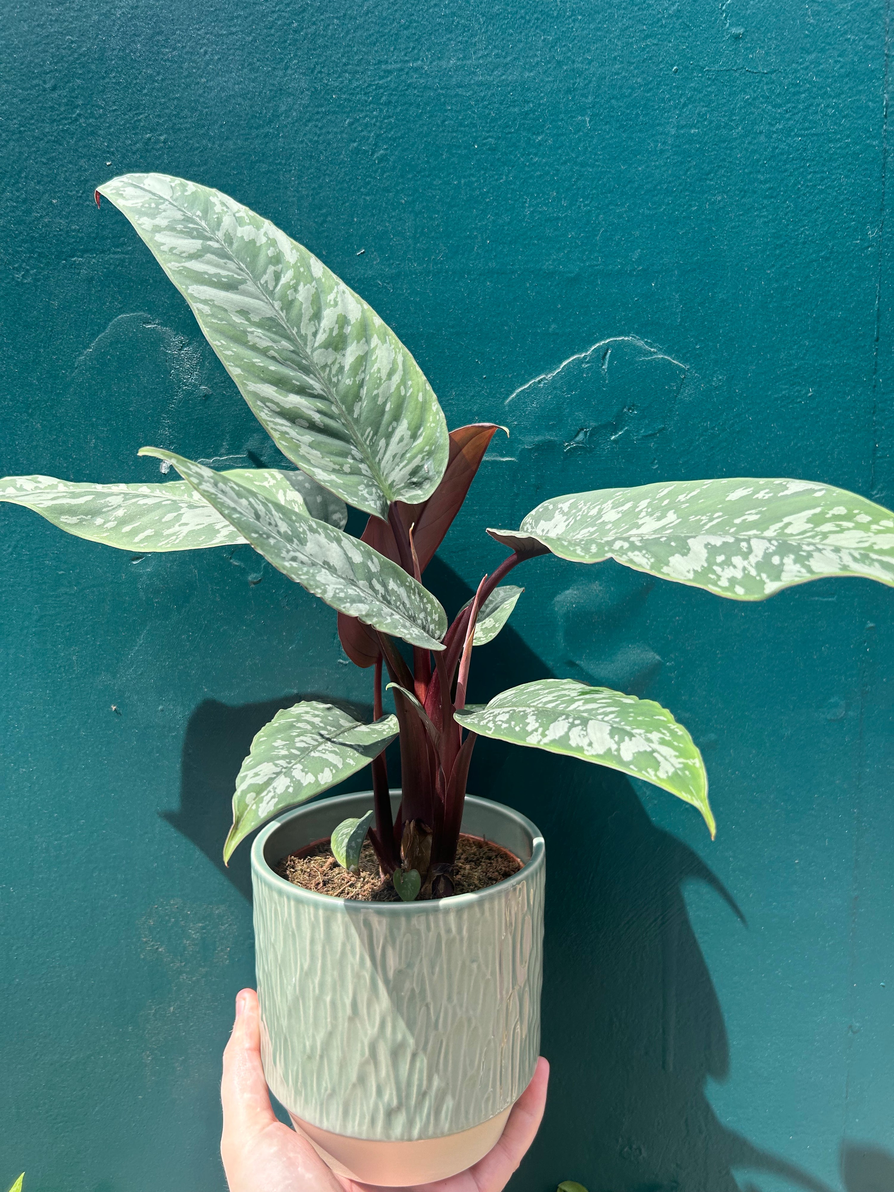 Apoballis Acuminatissima ‘Lavallaei’