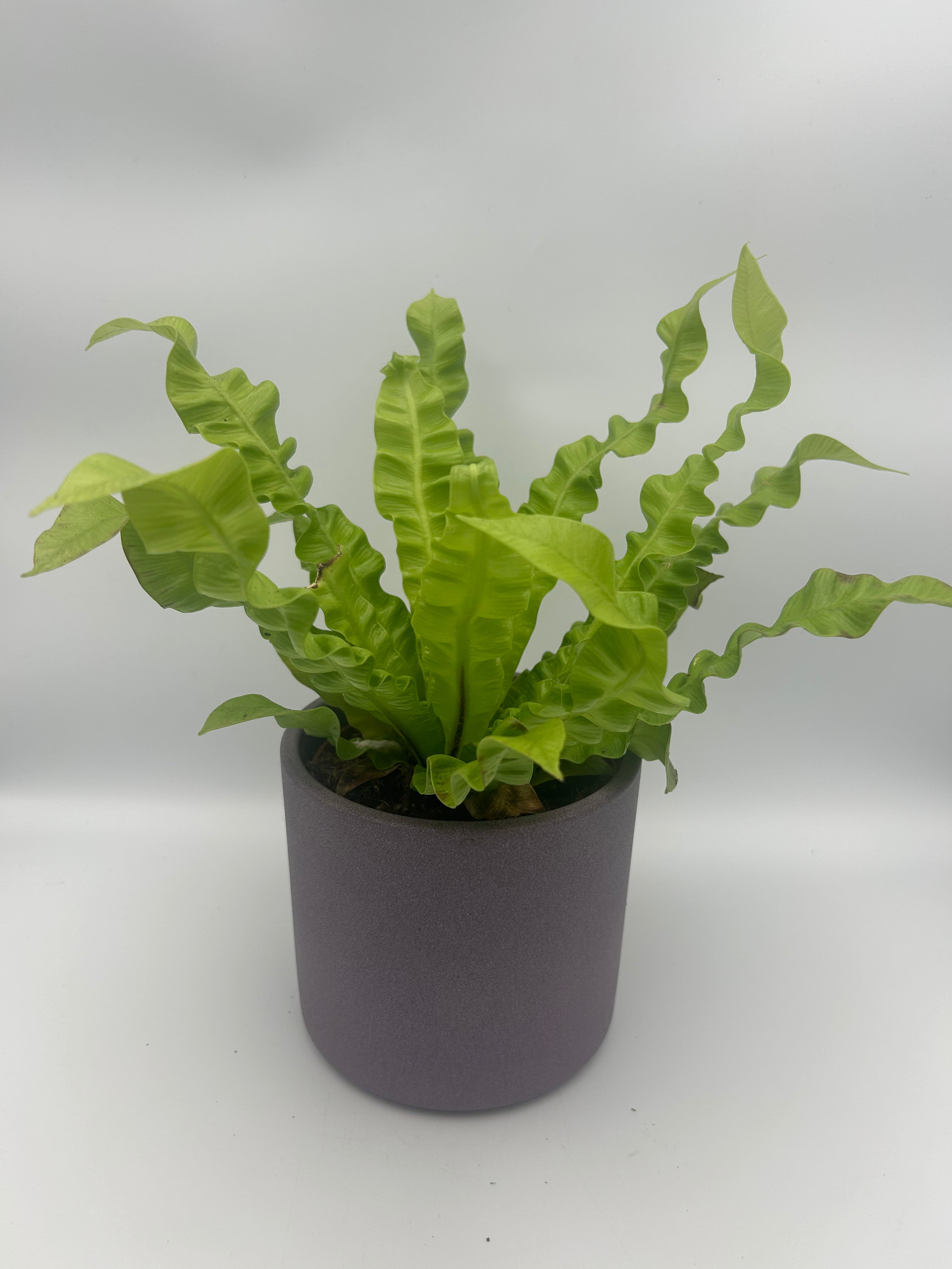 Asplenium Crispy Wave