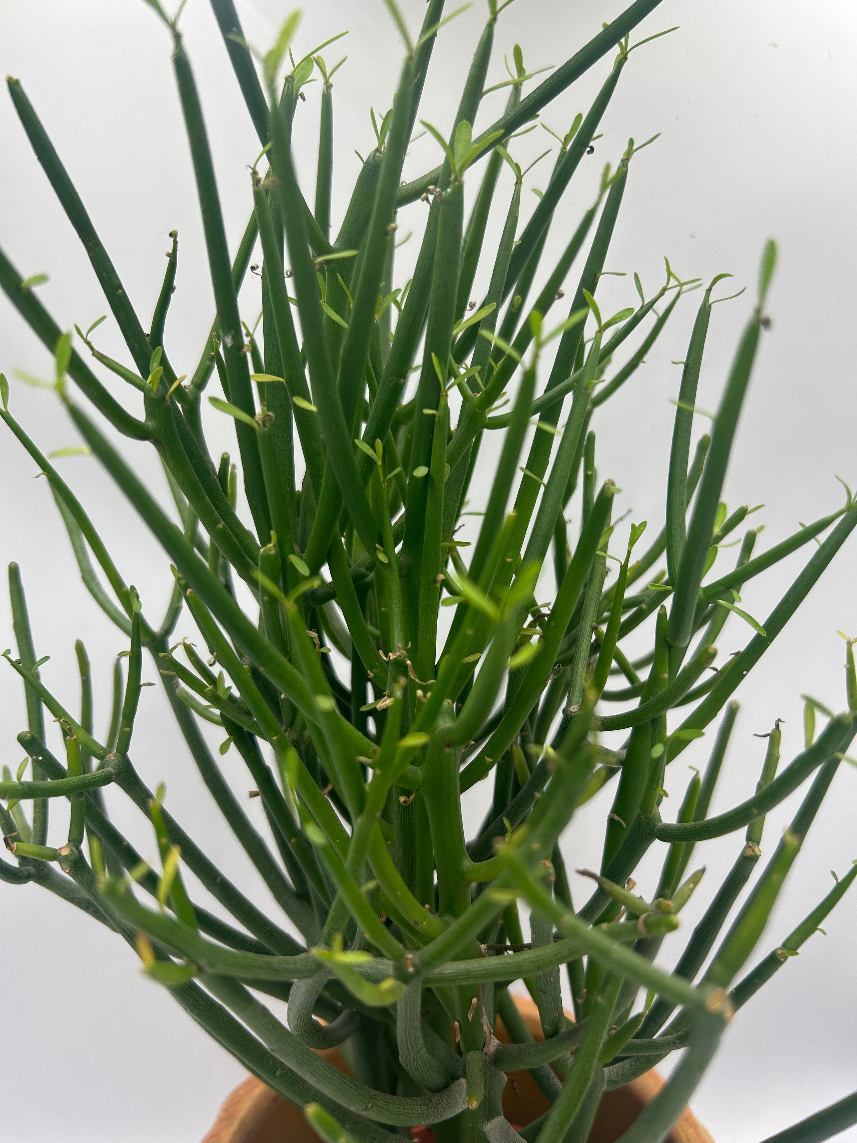 Euphorbia Tirucalli