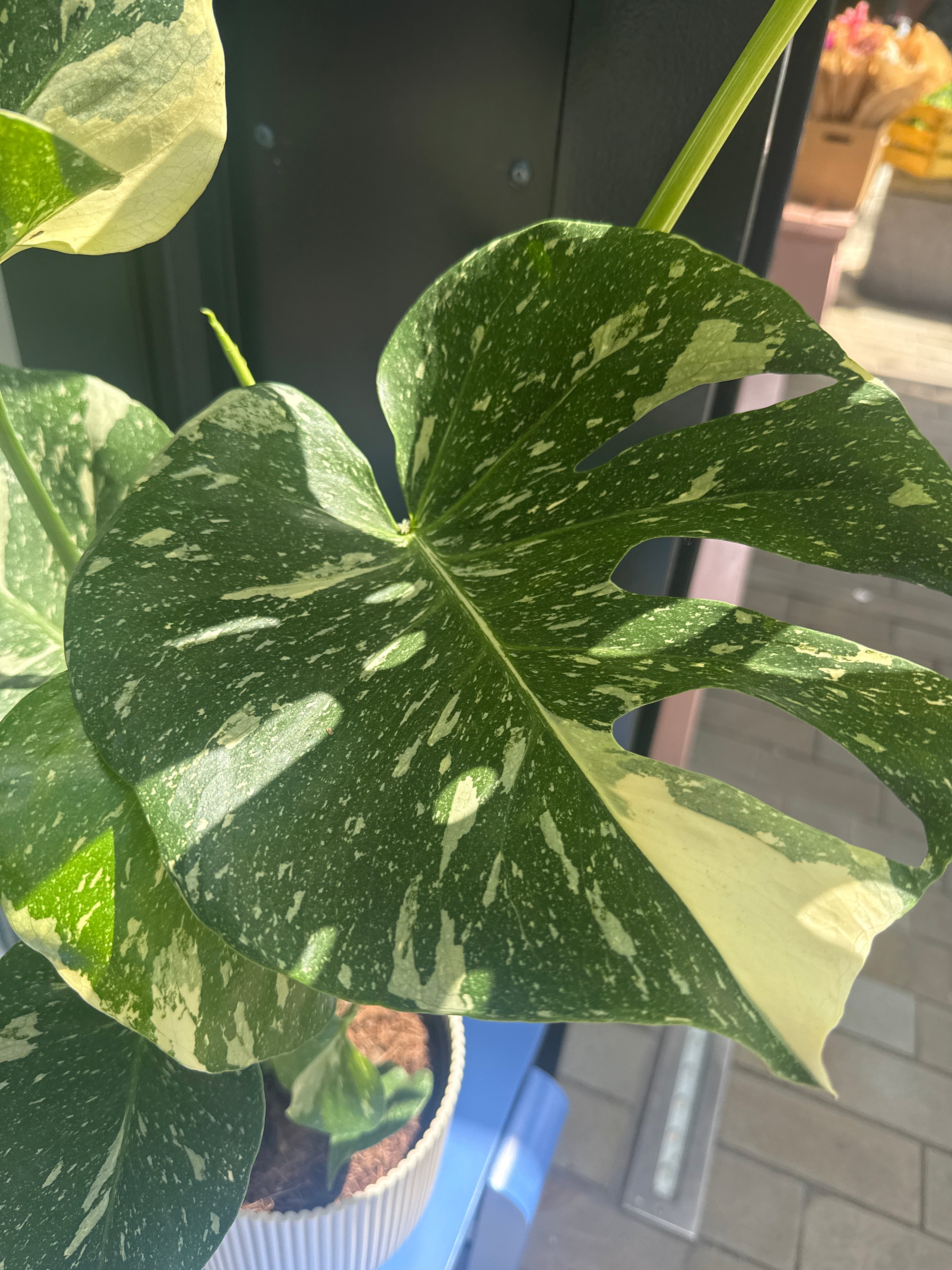 Monstera Thai Consultaion