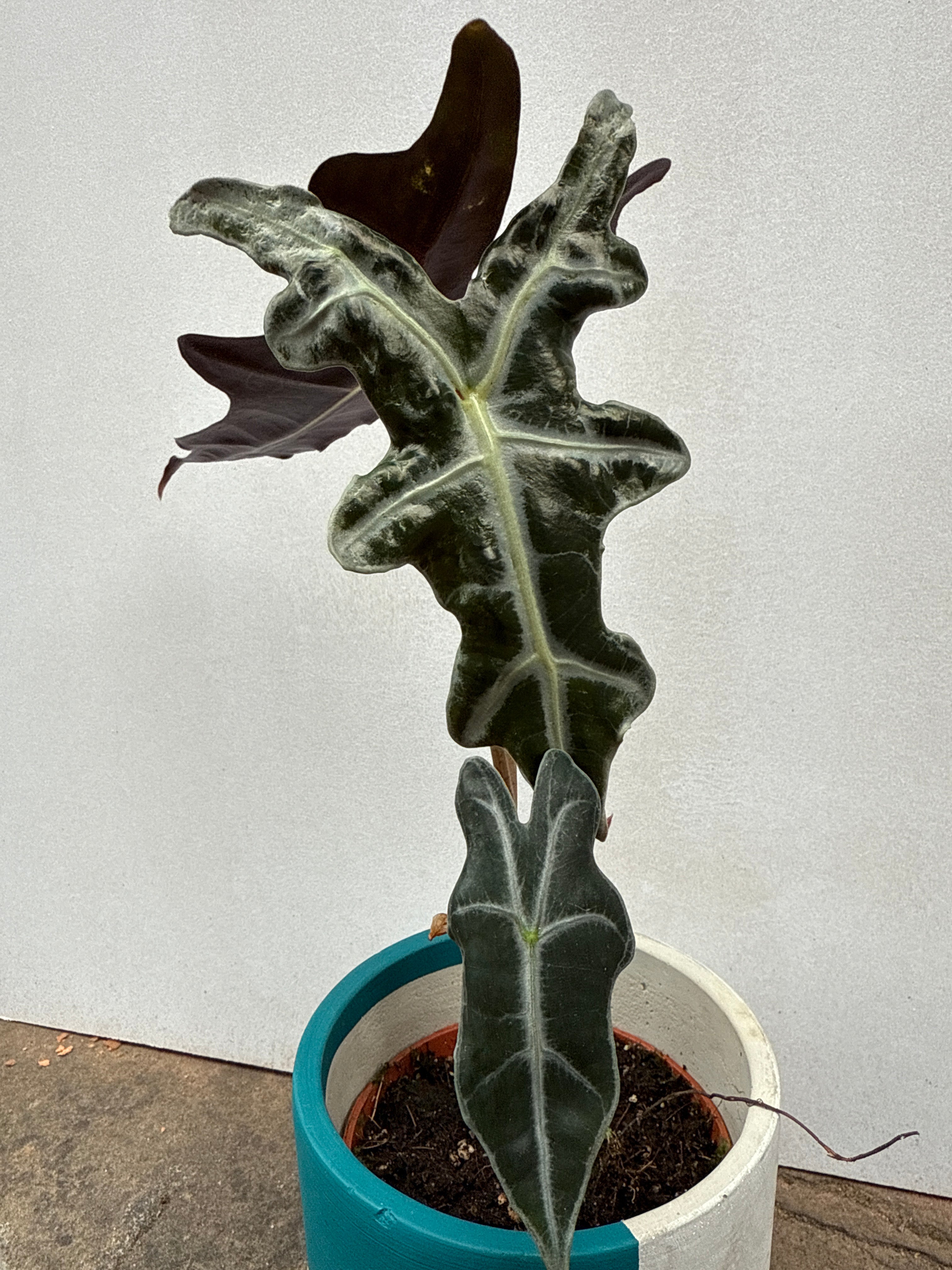 Alocasia Nobilis
