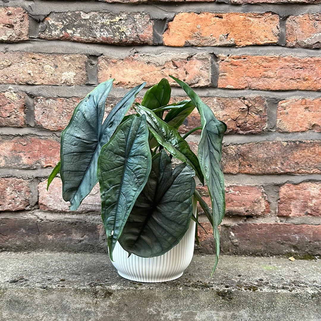 Alocasia Heterophylla