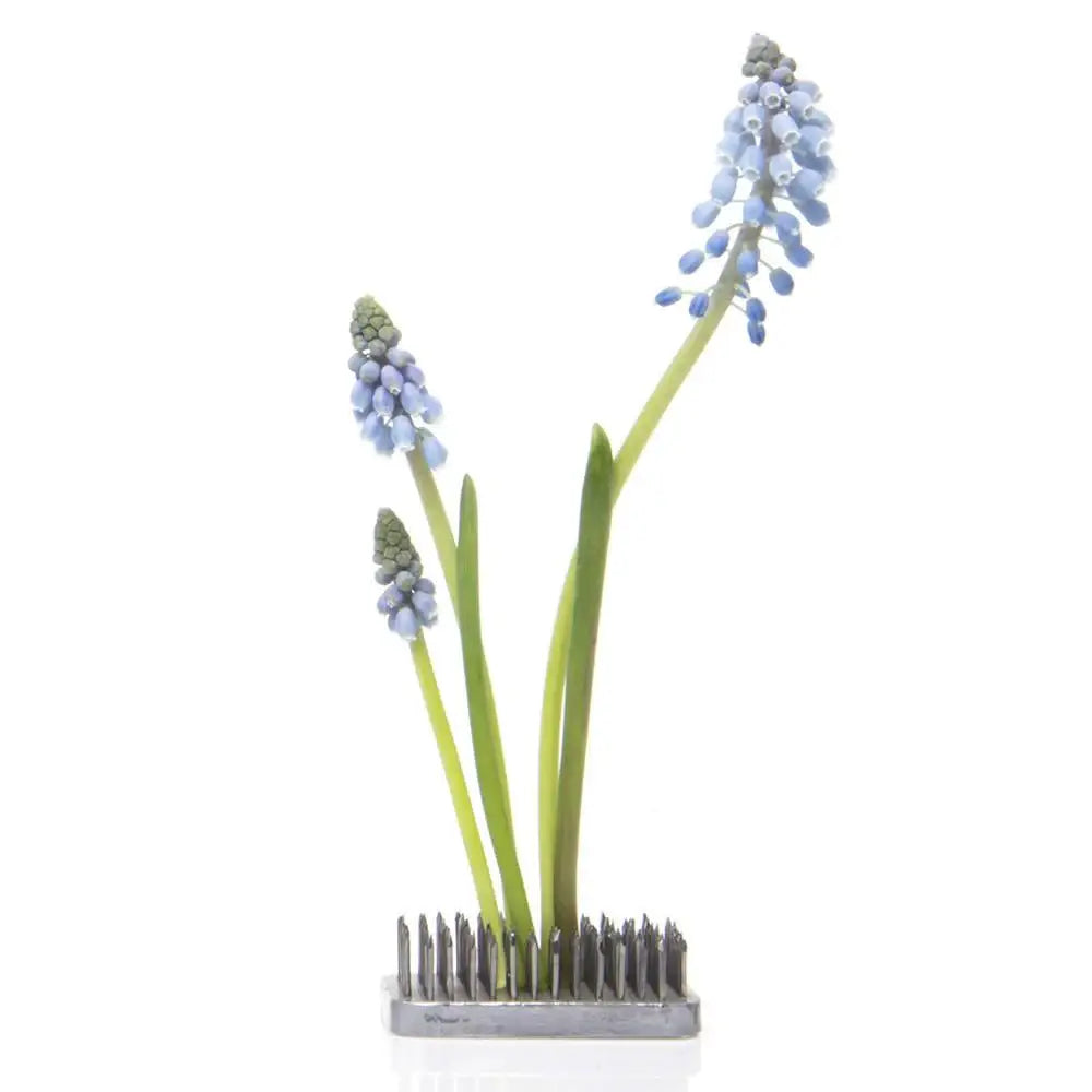 Floral Frogs / Kenzans