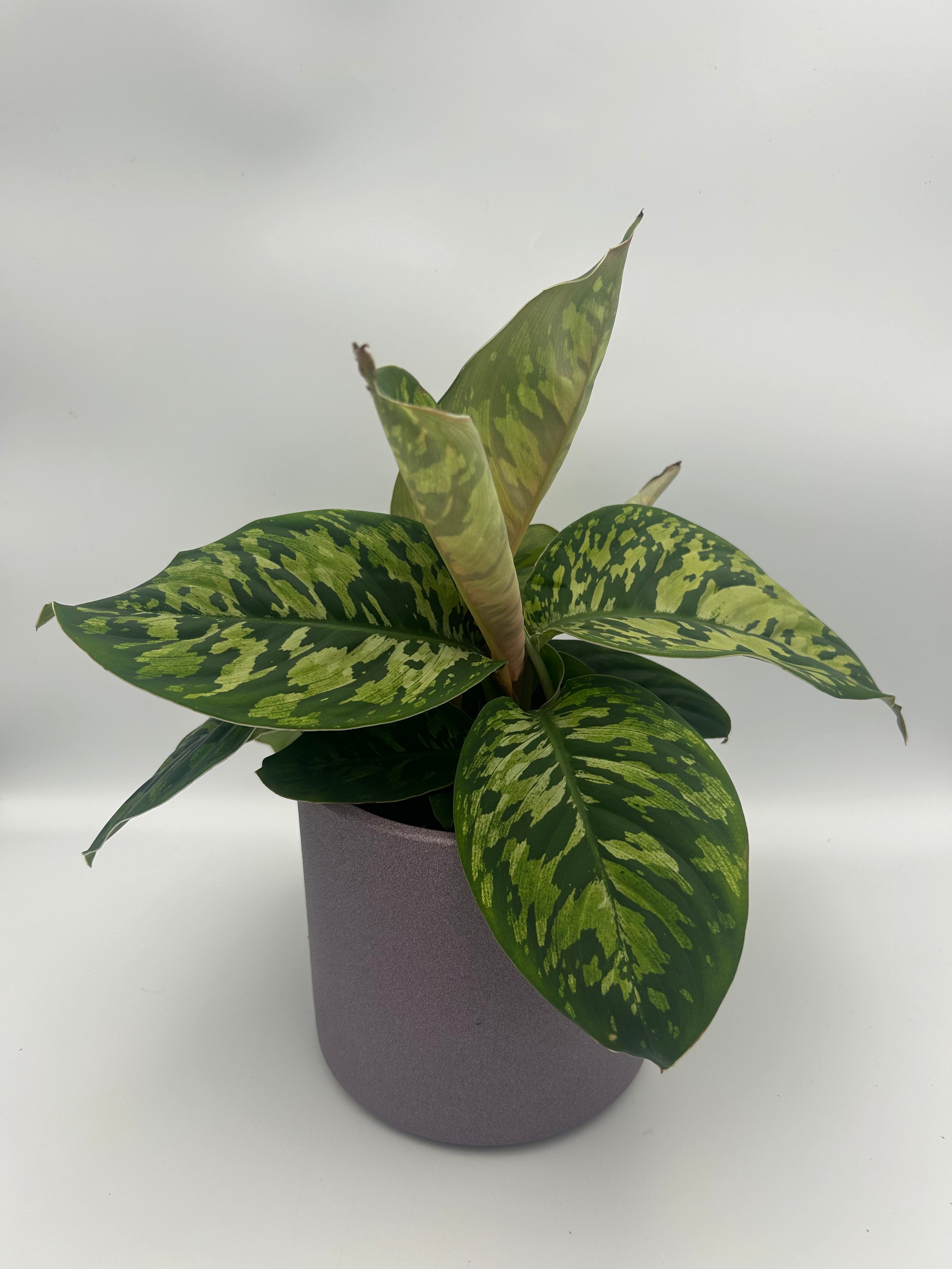 homalomena vs aglaonema Homalomena Camouflage – Green + Grounded