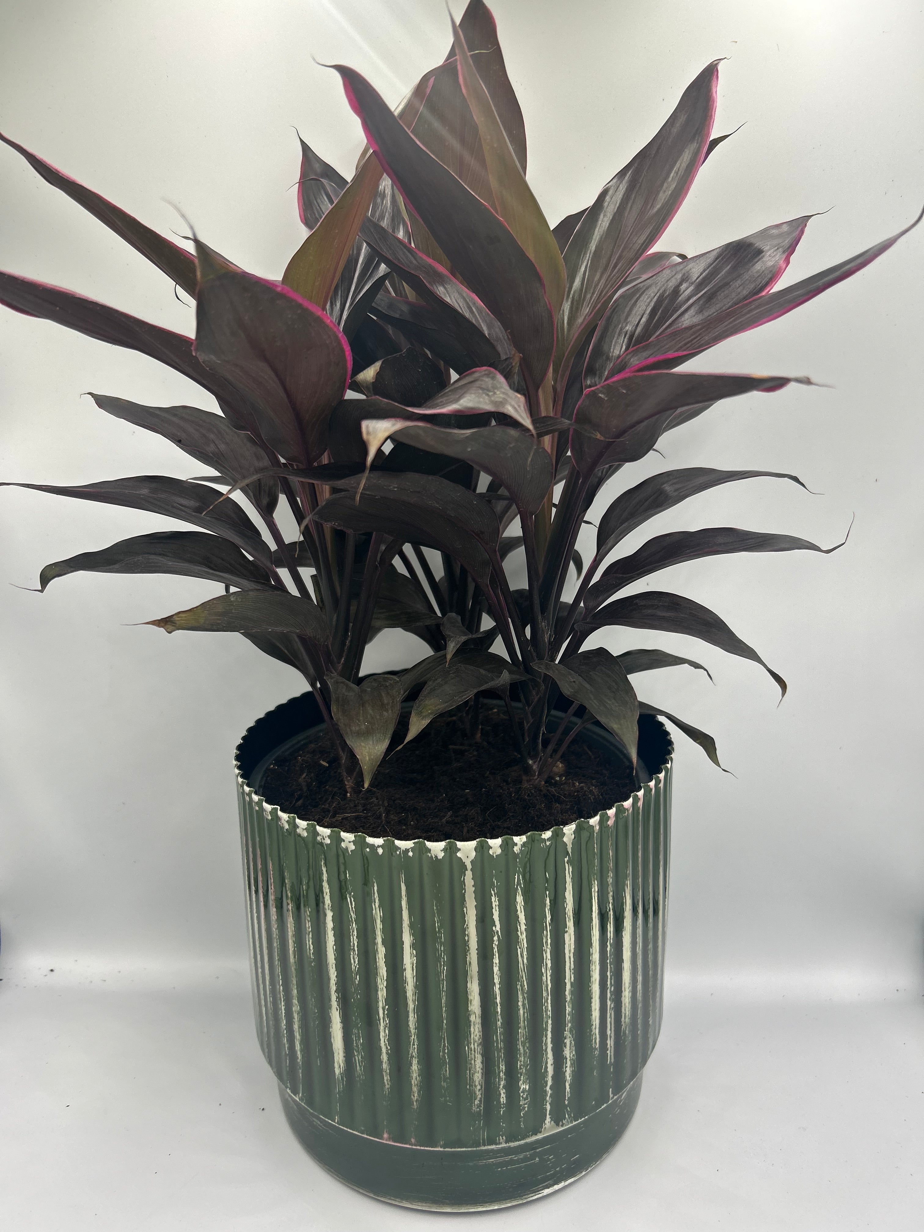 Cordyline Mambo