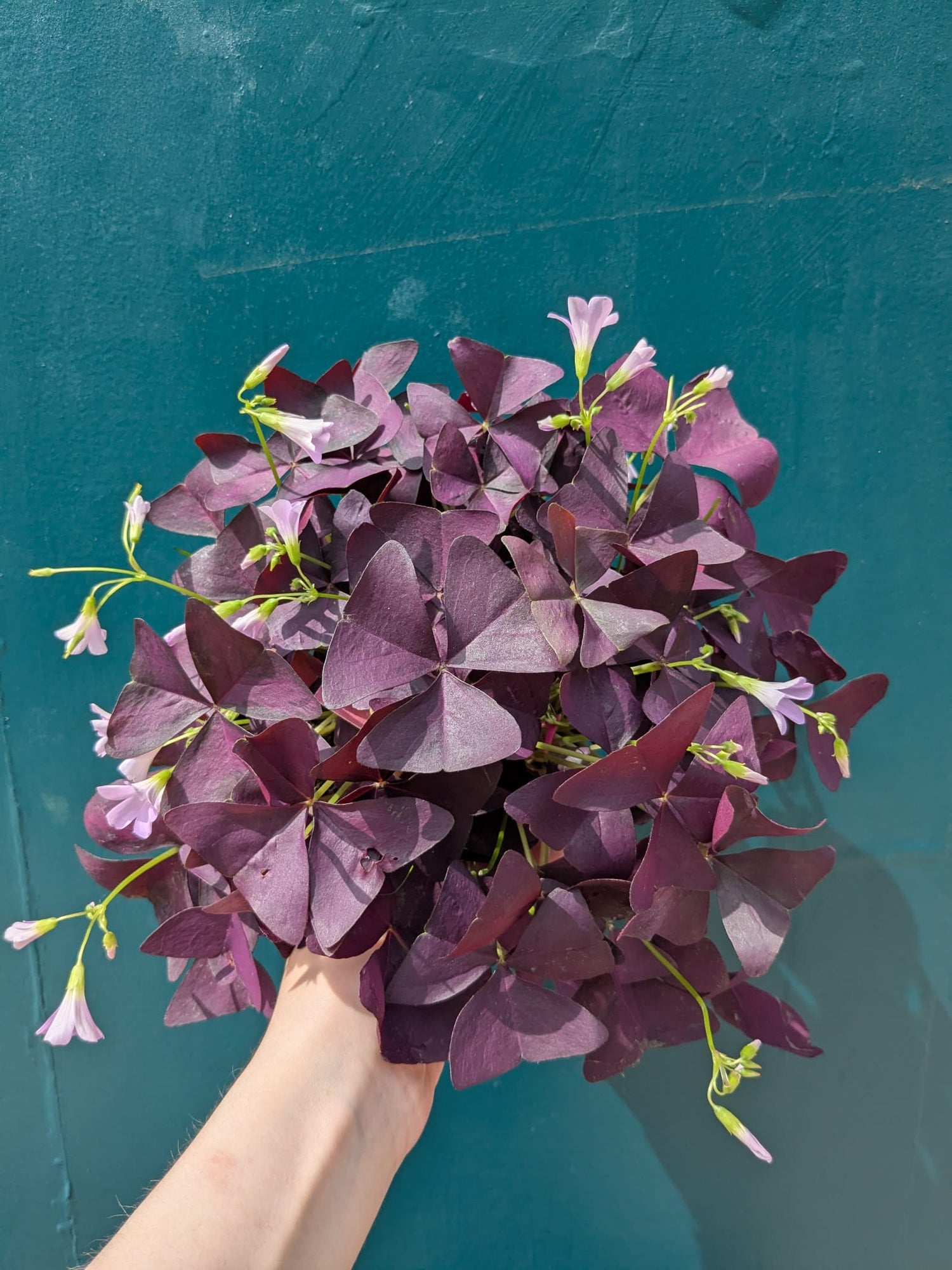 Oxalis Triangularis Mijke