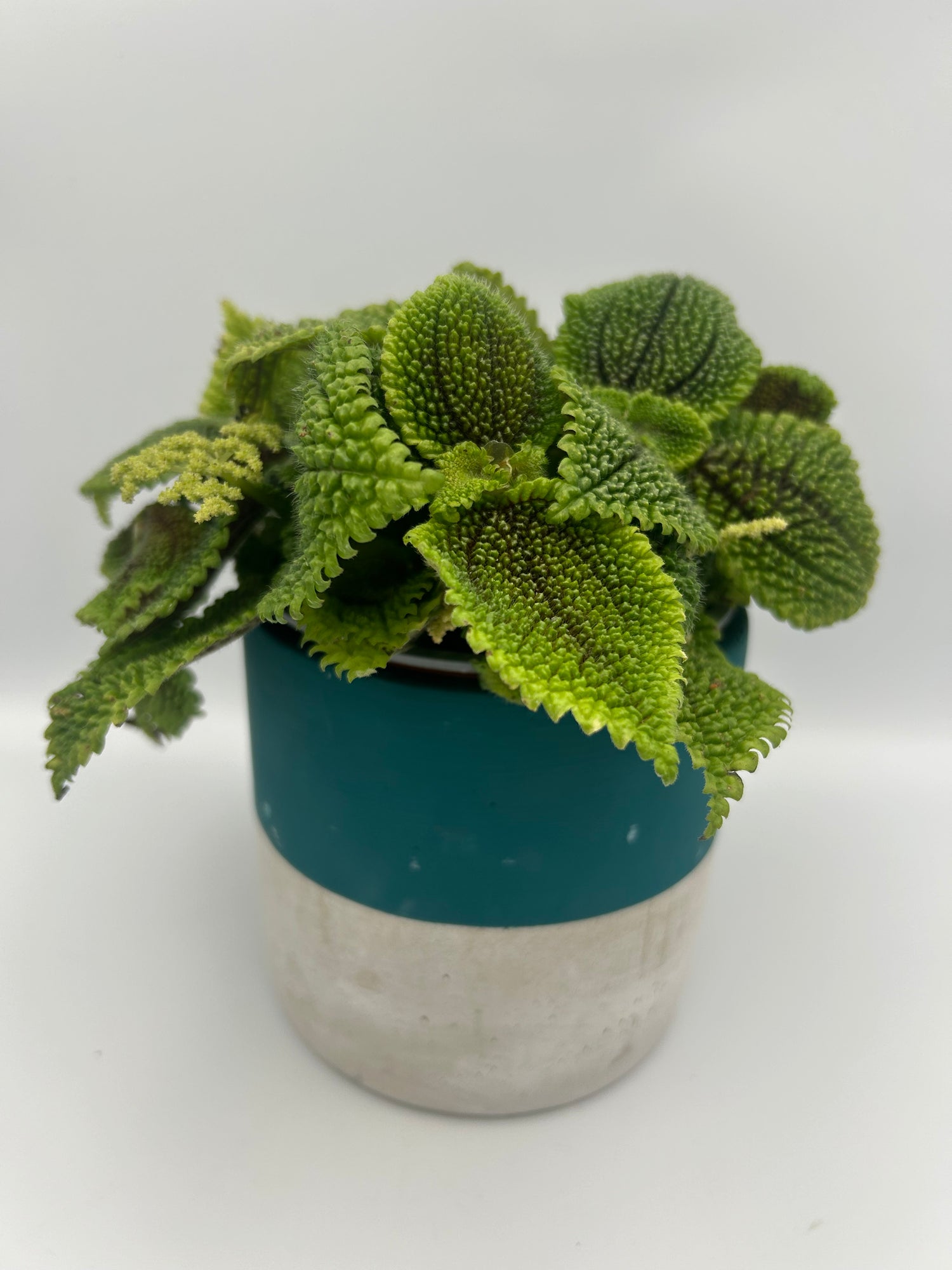 Pilea Moonvalley
