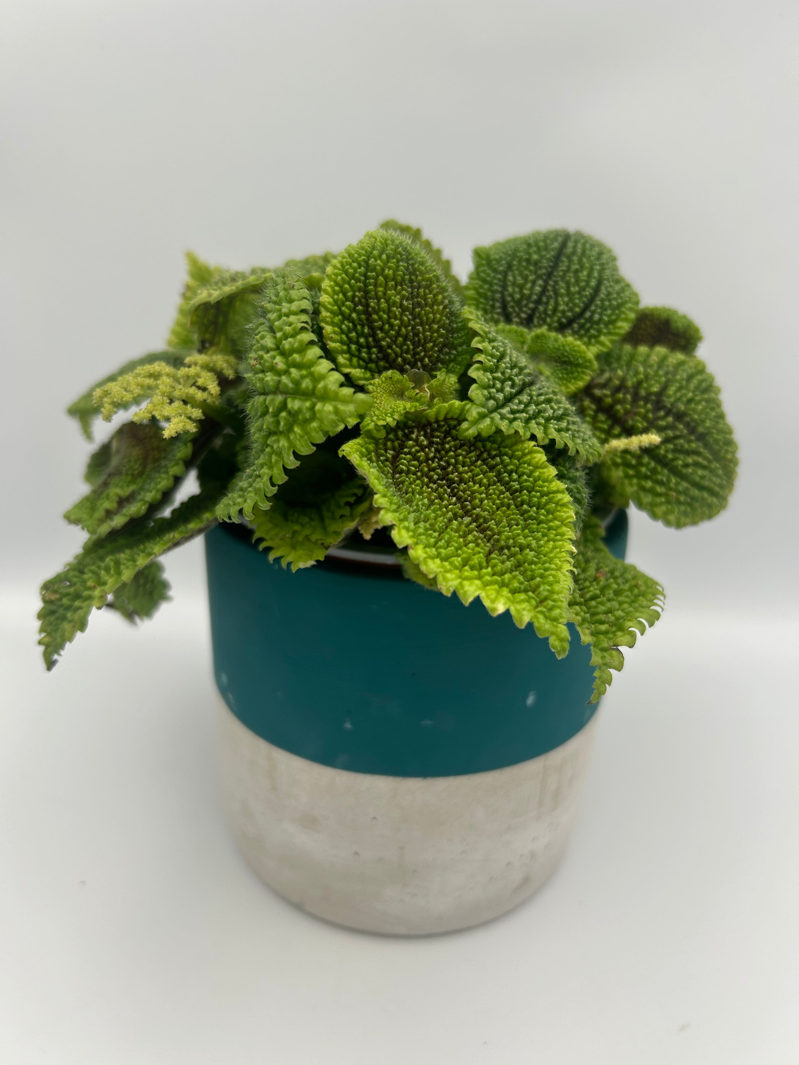 Pilea Moonvalley