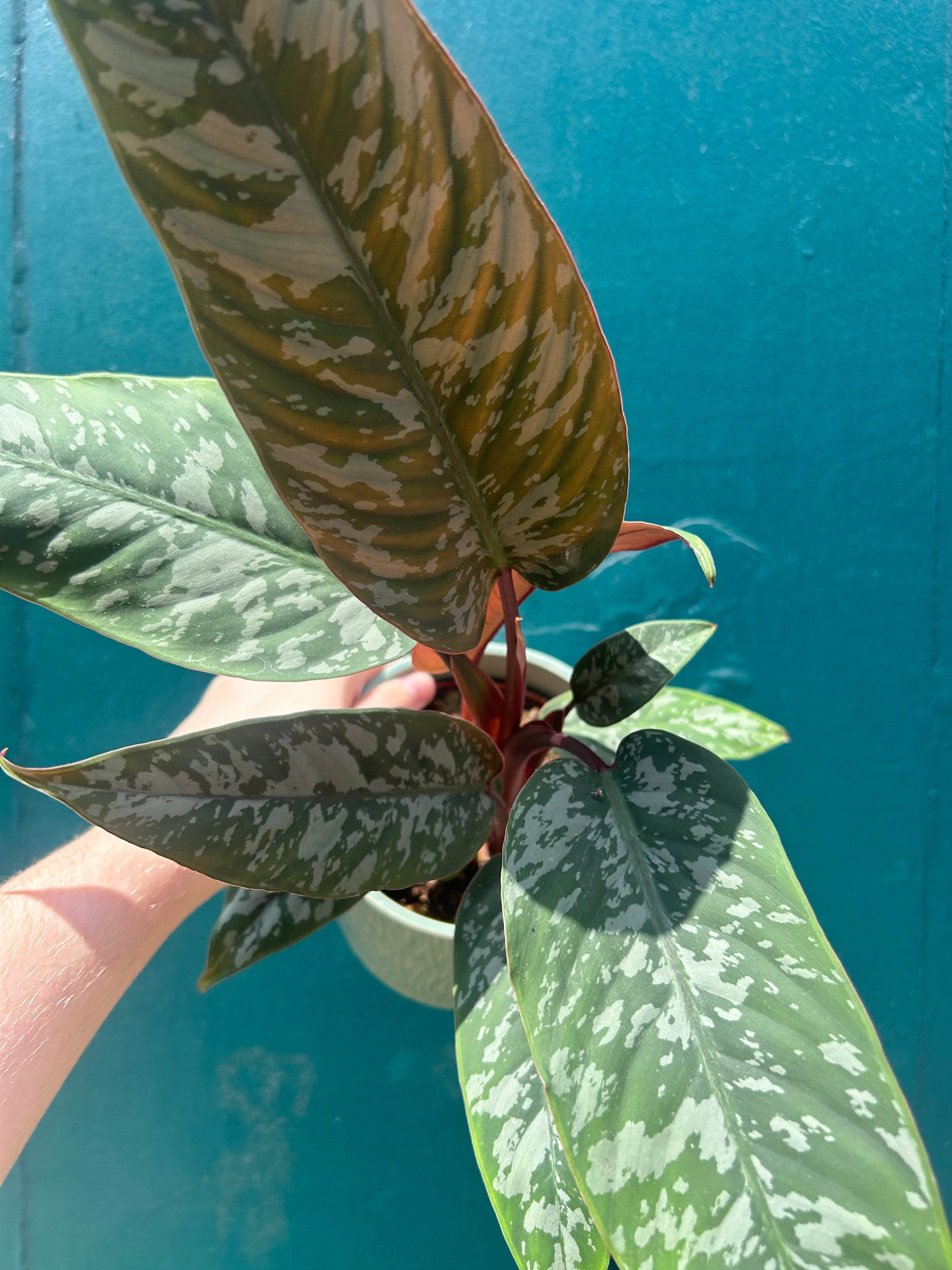 Apoballis Acuminatissima ‘Lavallaei’