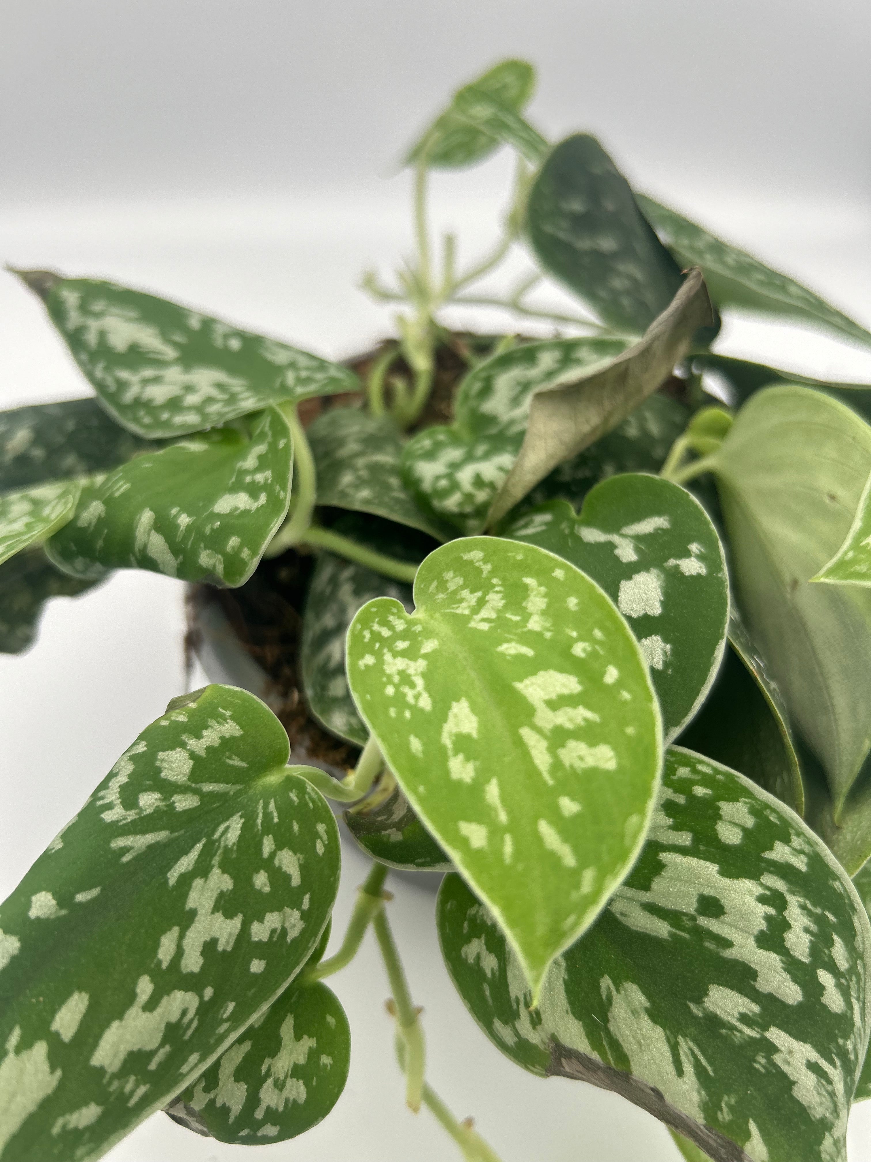 Scindapsus Pictus Argyraeus