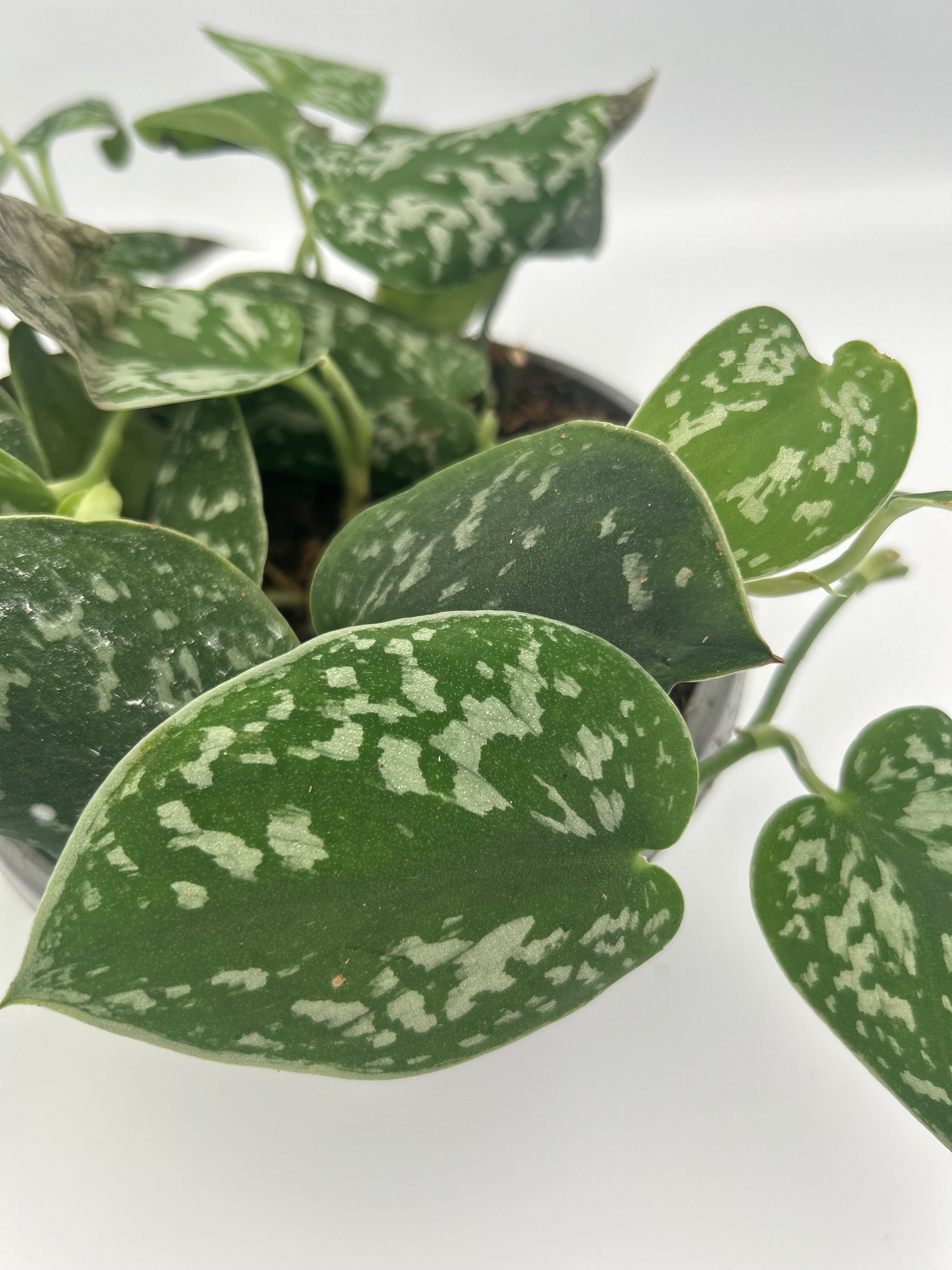 Scindapsus Pictus Argyraeus