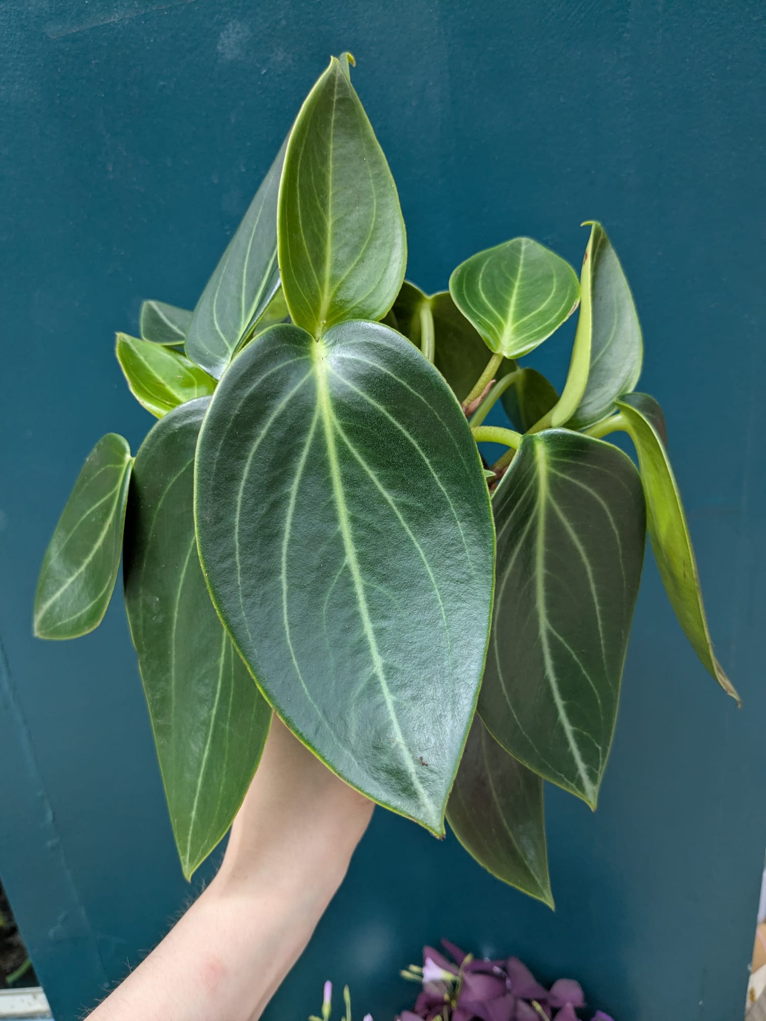 Peperomia Vanilla