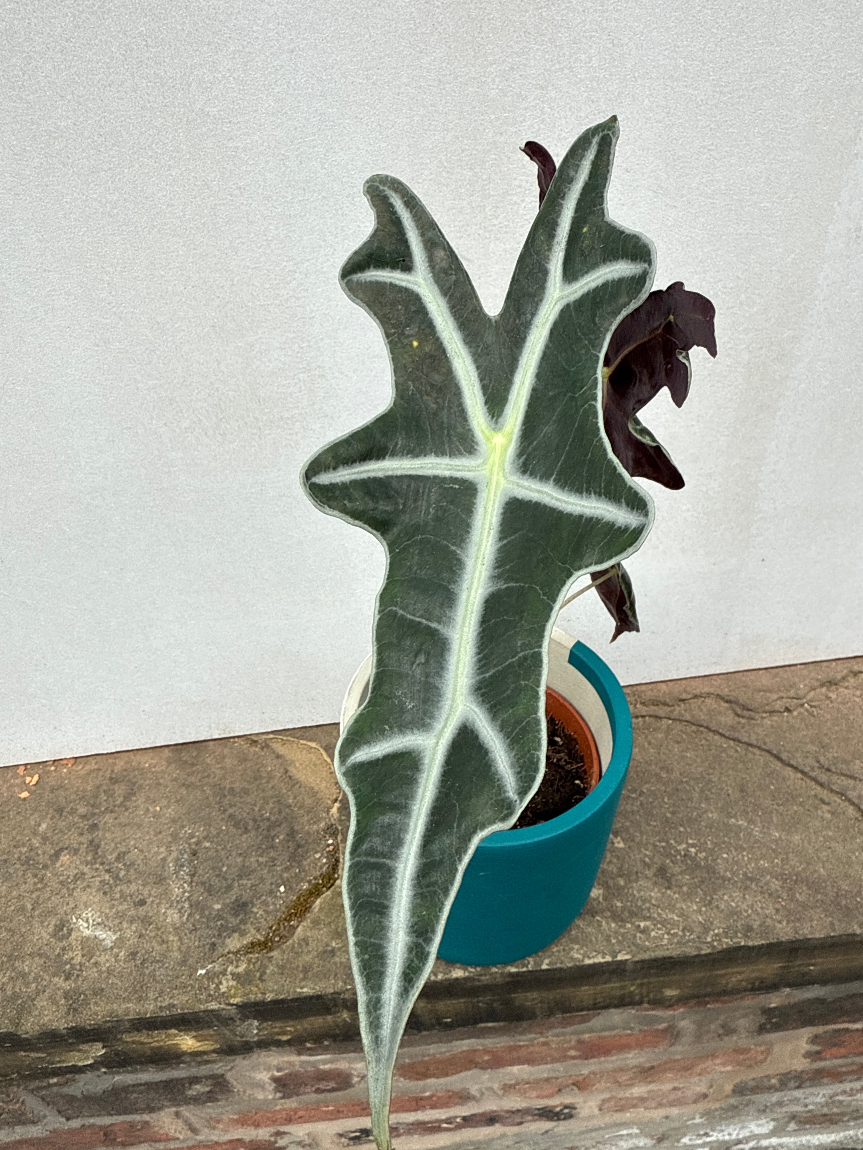 Alocasia Nobilis