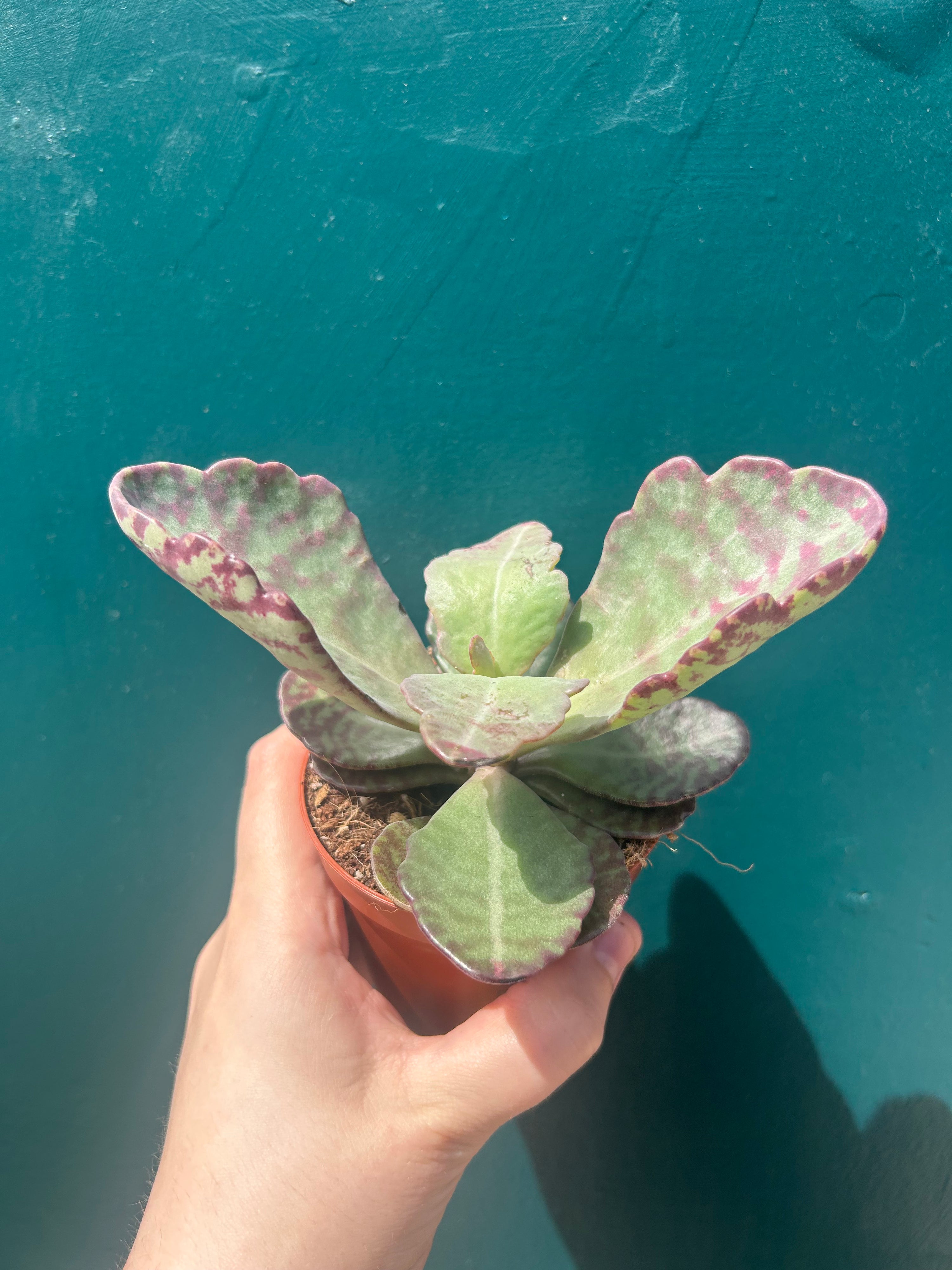 Kalanchoe Zebra