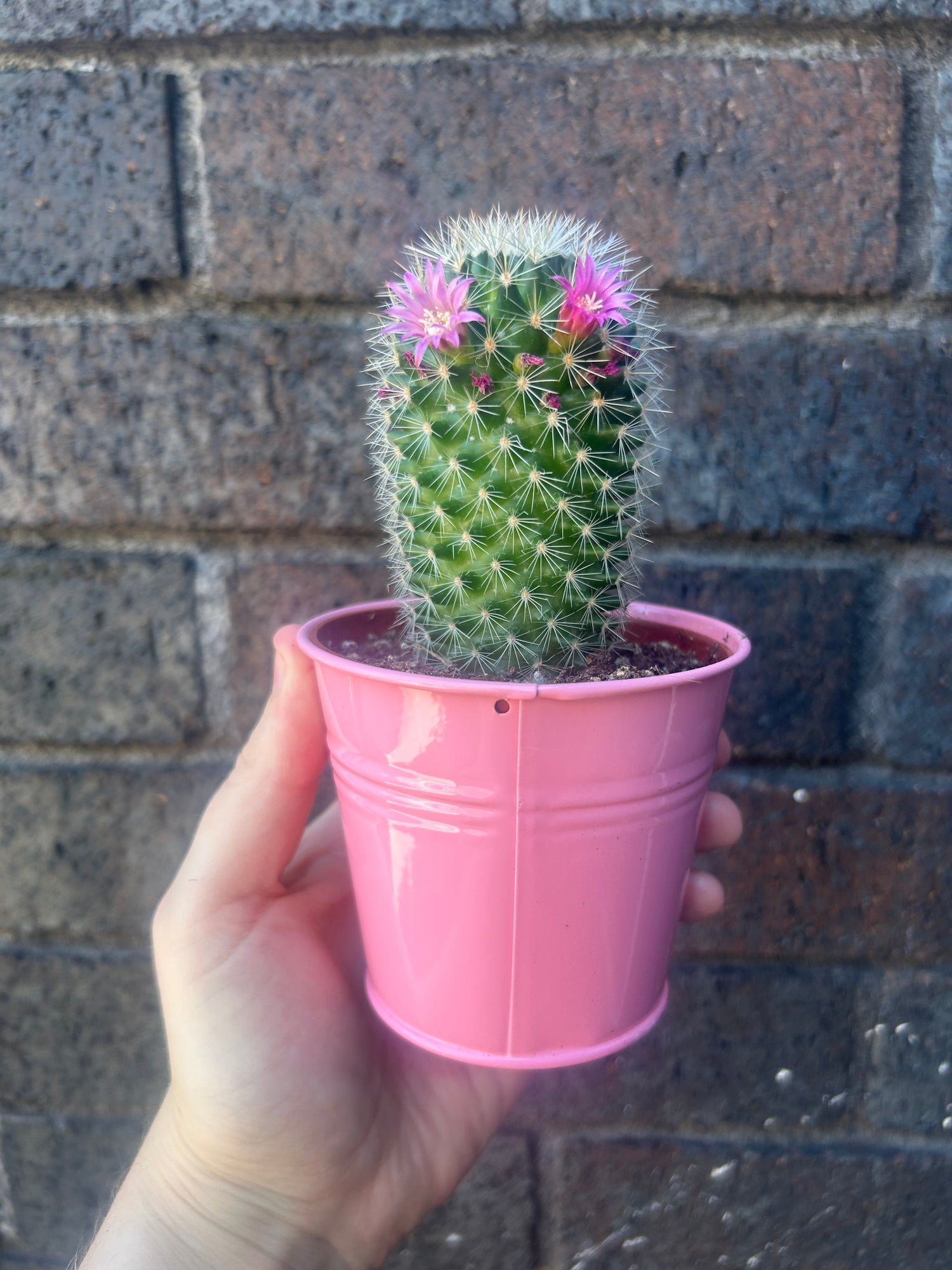 Mammillaria Lucky Dip