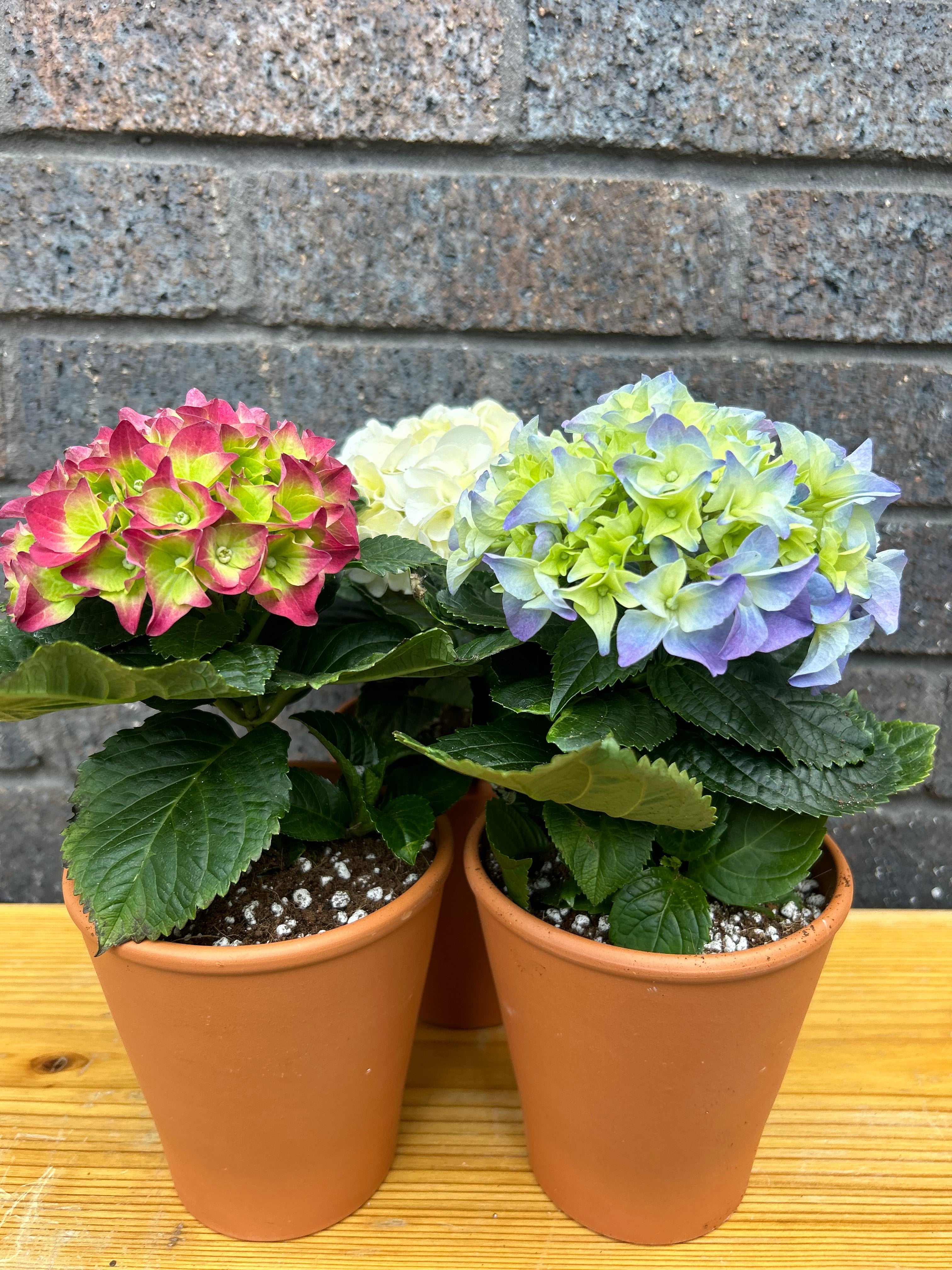 Hydrangea Lucky Dip in Terracotta Pot