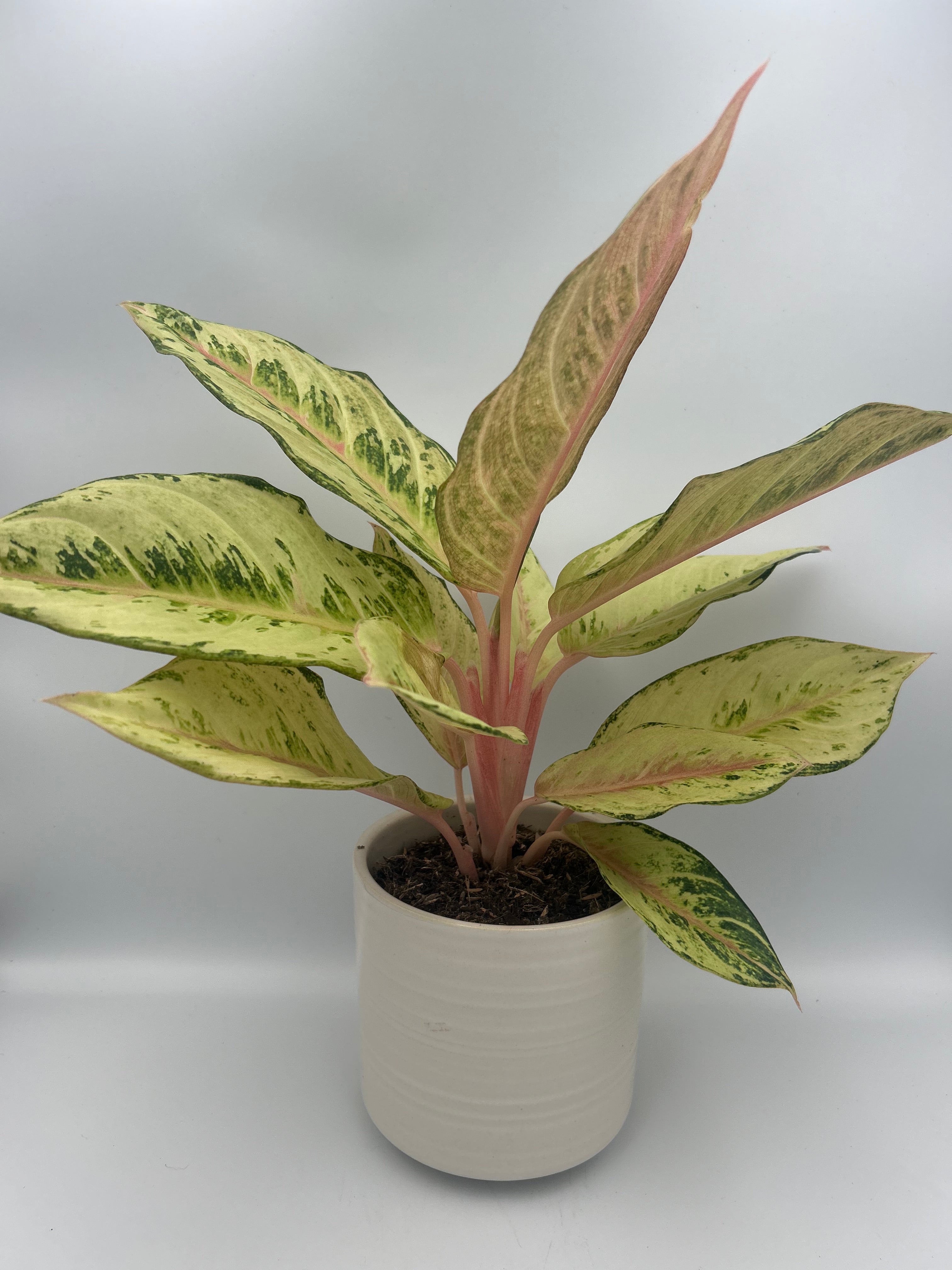Aglaonema Chartreuse Pretty