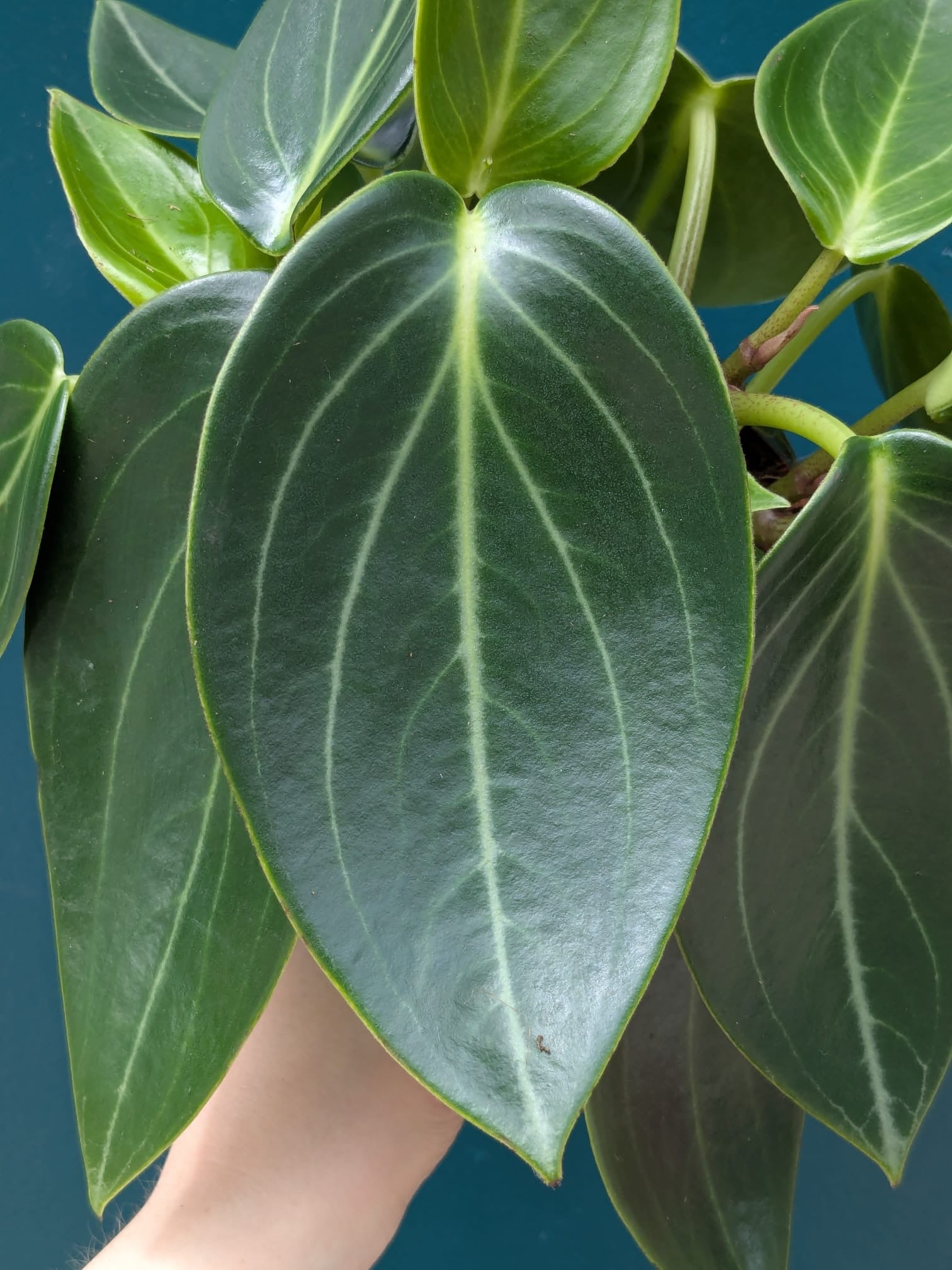 Peperomia Vanilla