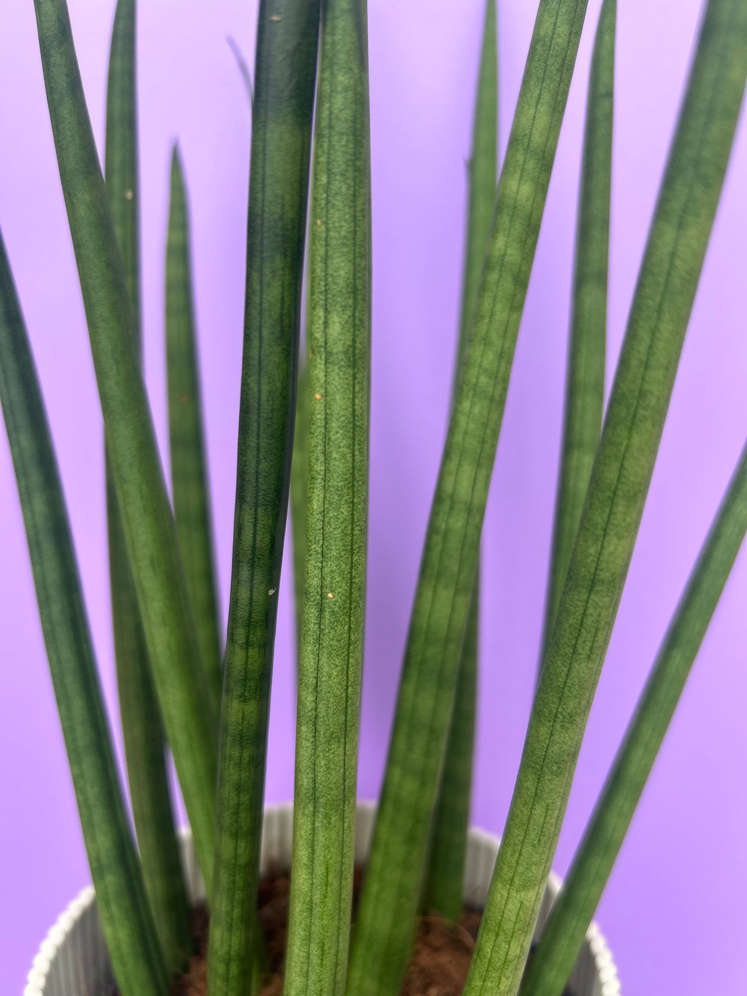 Sansevieria Cylindrica