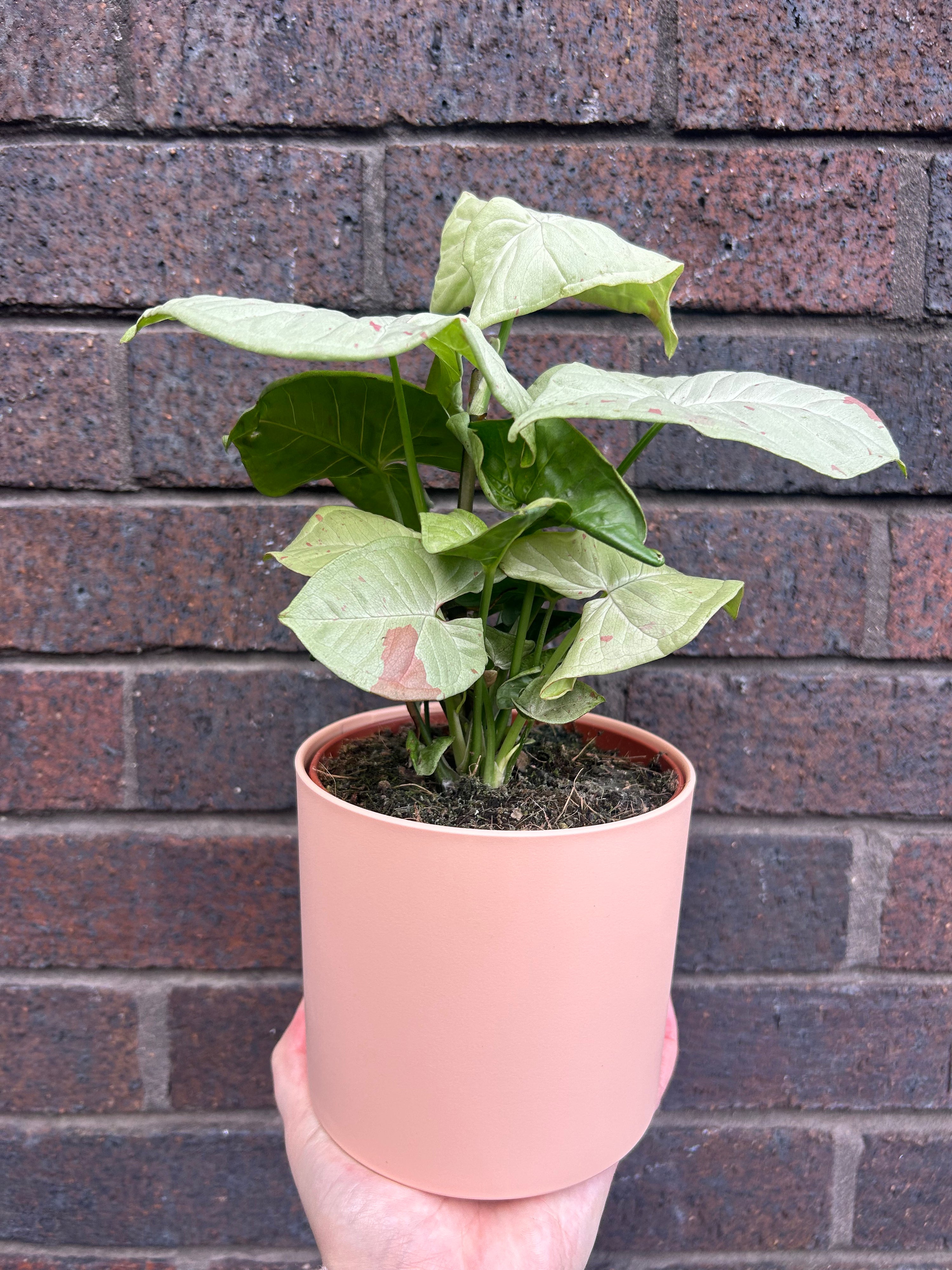 Syngonium Confetti