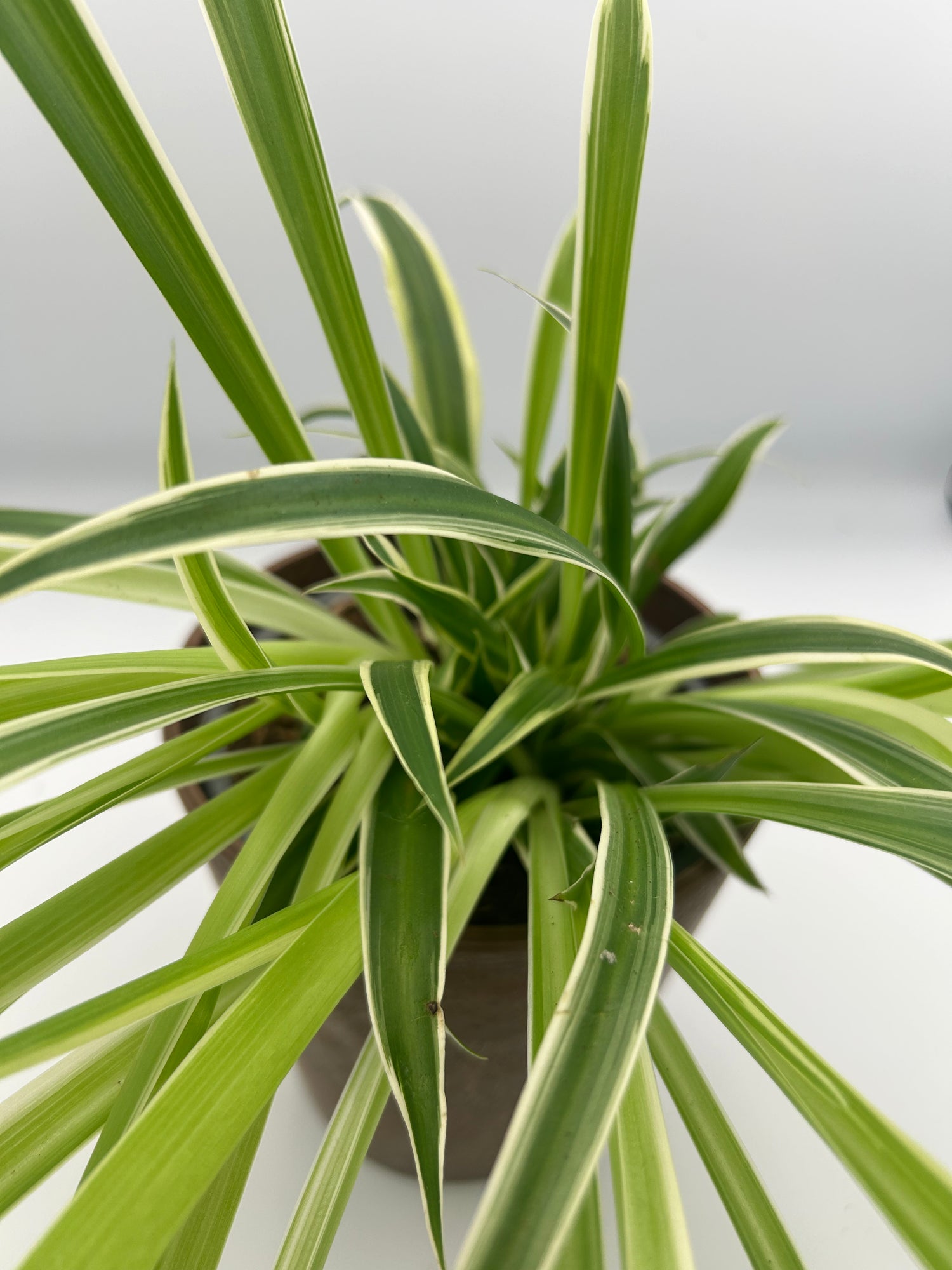 Chlorophytum comosum