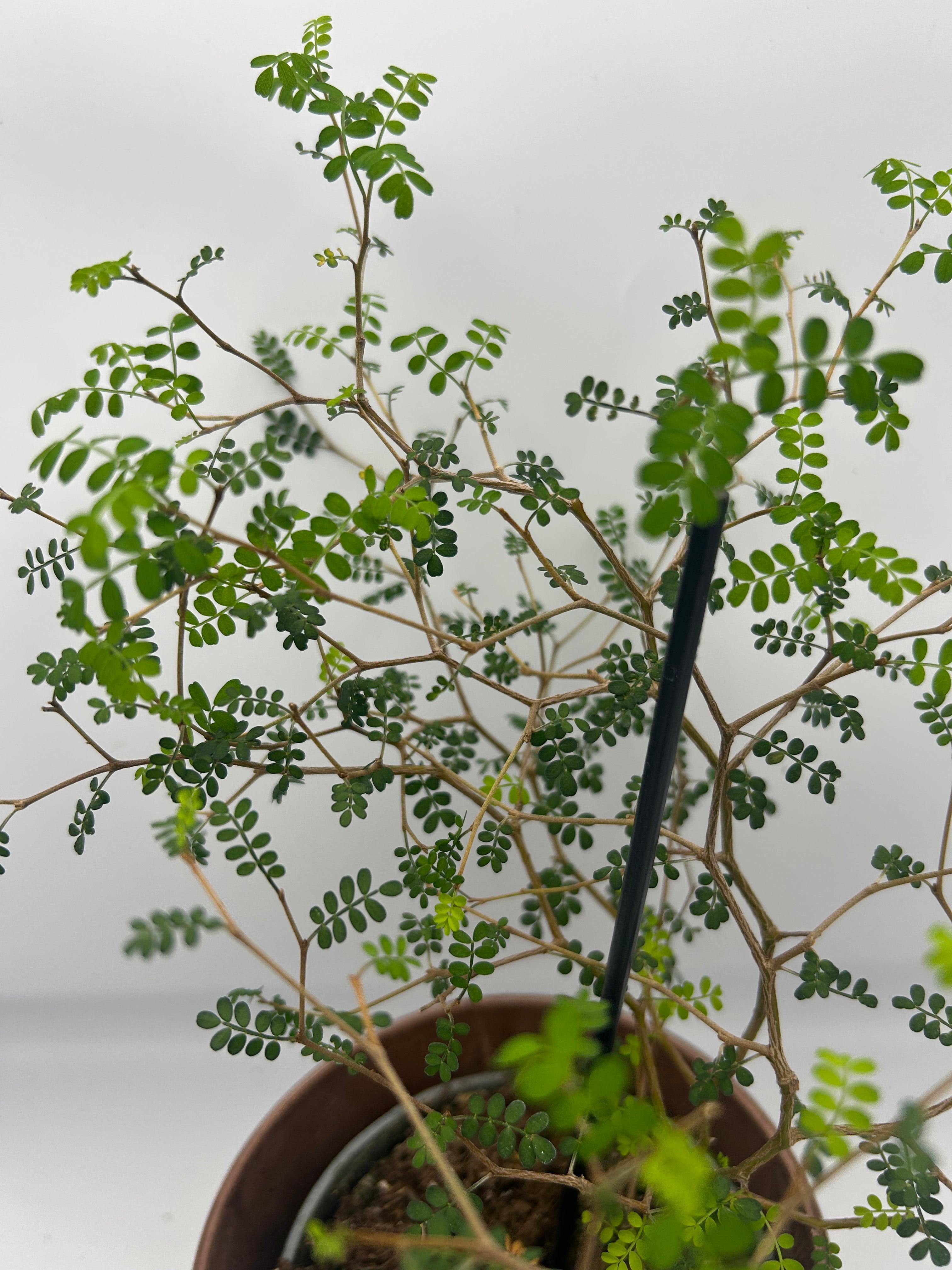 Sophora Little Baby